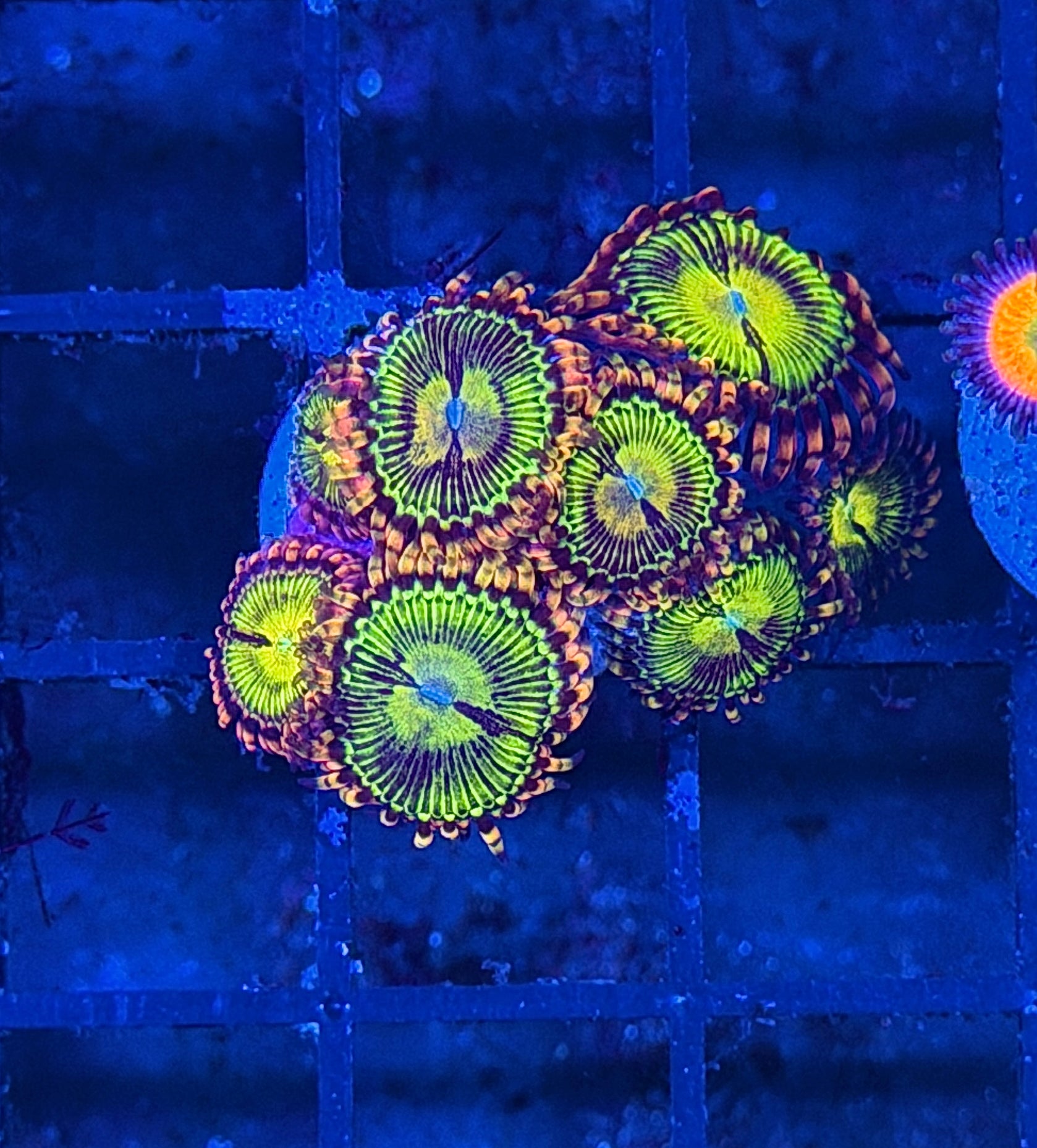 JEA Buttkisser Zoanthid Coral Mini Colony 8/1