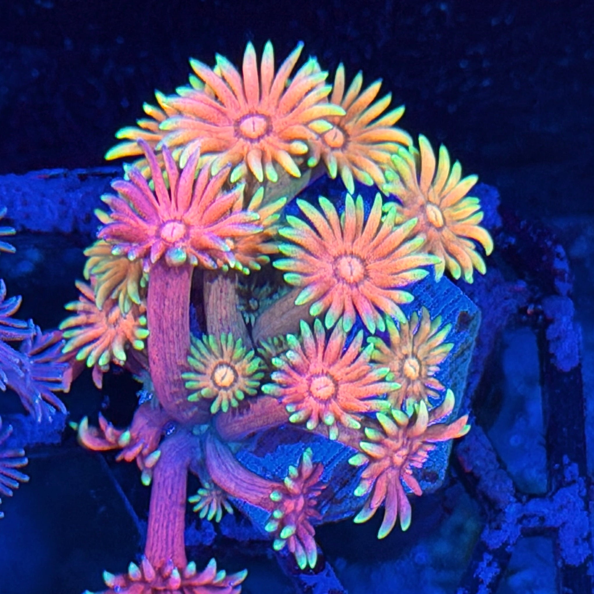 JEA Rainbow Sunset Goniopora Coral *New Release* 7/22