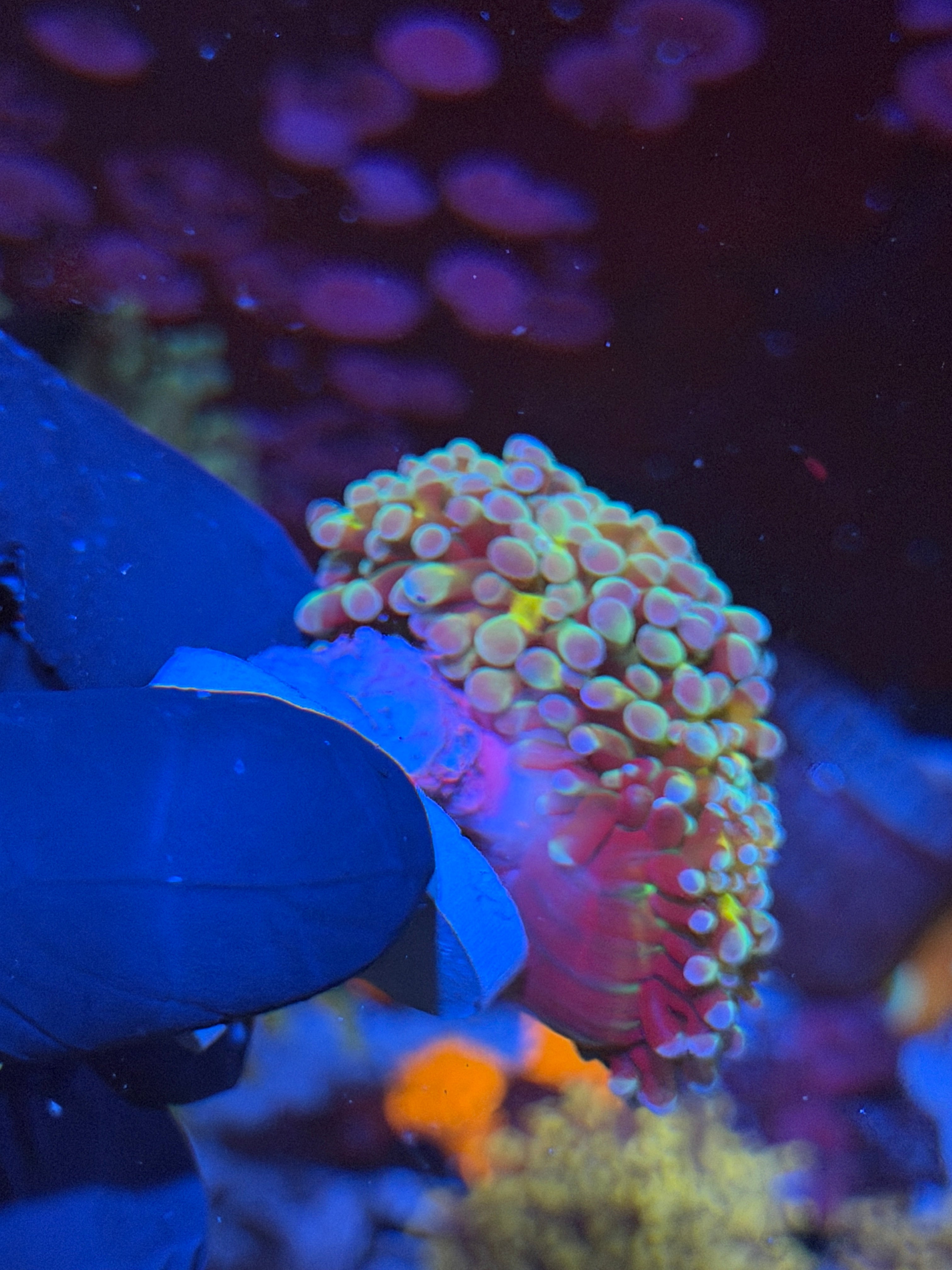 JEA Rainbow Blaster Hammer Coral 2 Heads XXL *New Release* 7/15