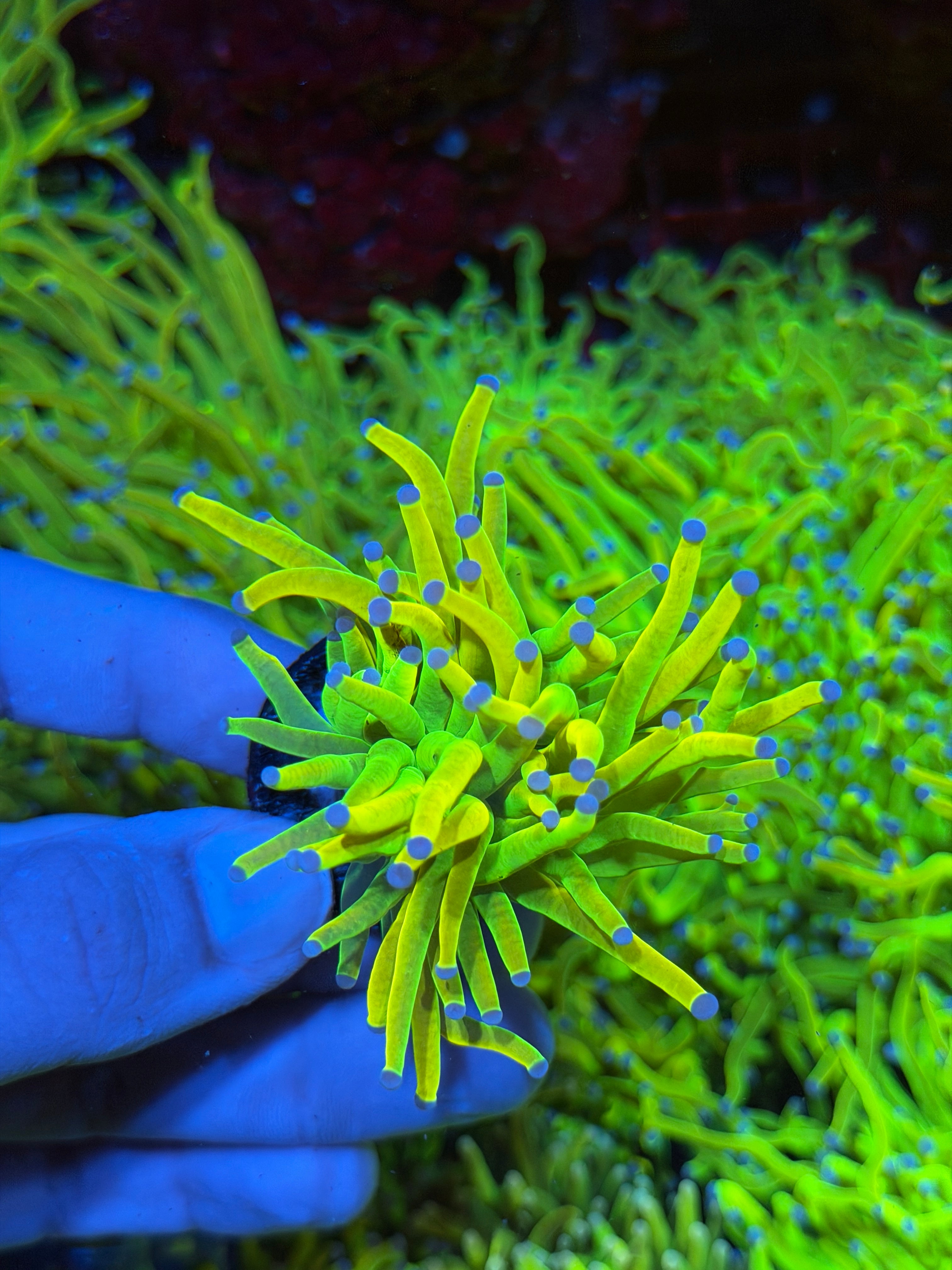 JEA Grinch Holy Grail Torch Coral 1 XL Head 2/25