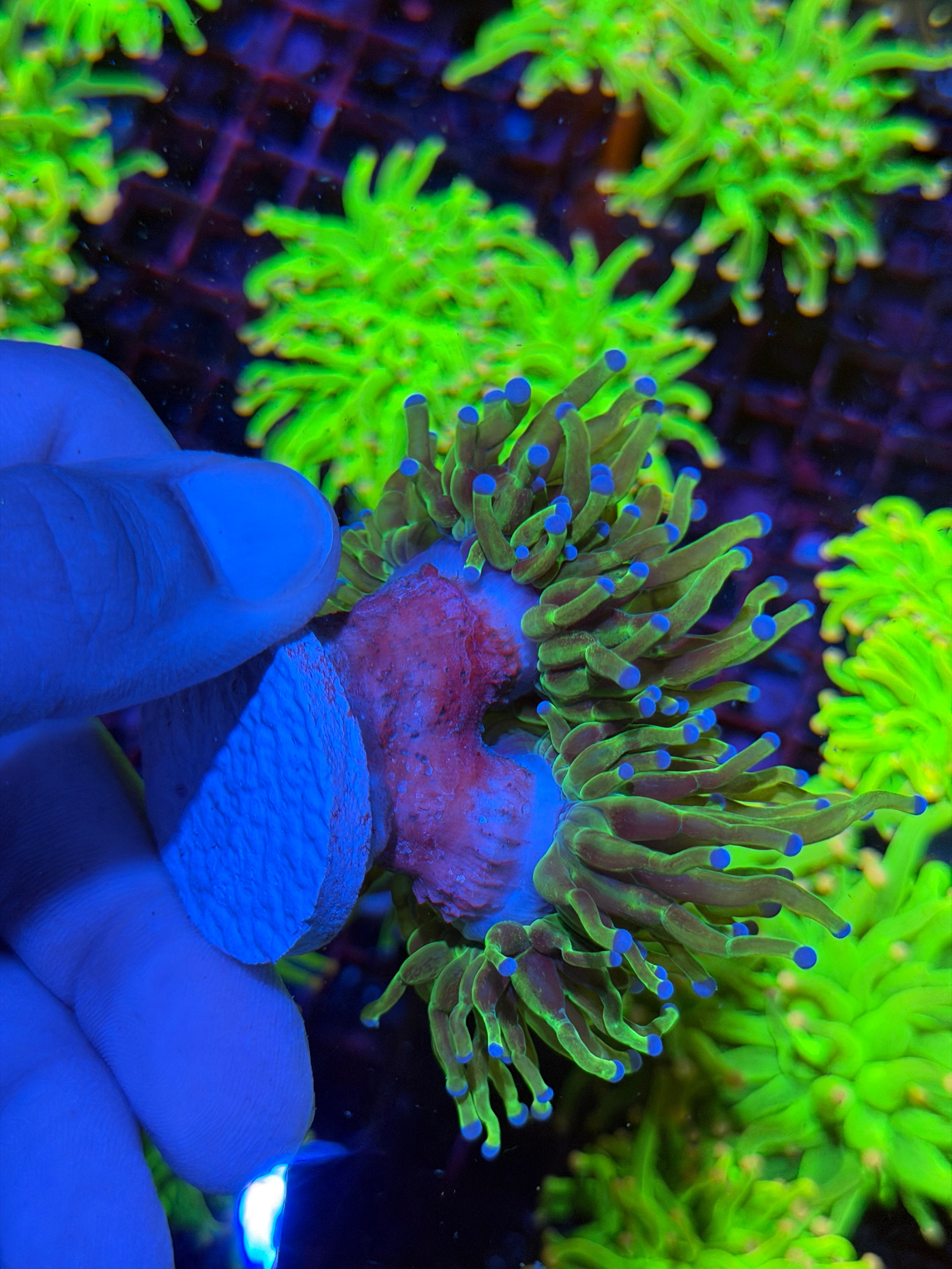JEA Grafted Glitter Holy Grail Torch Coral 2 XXL Heads