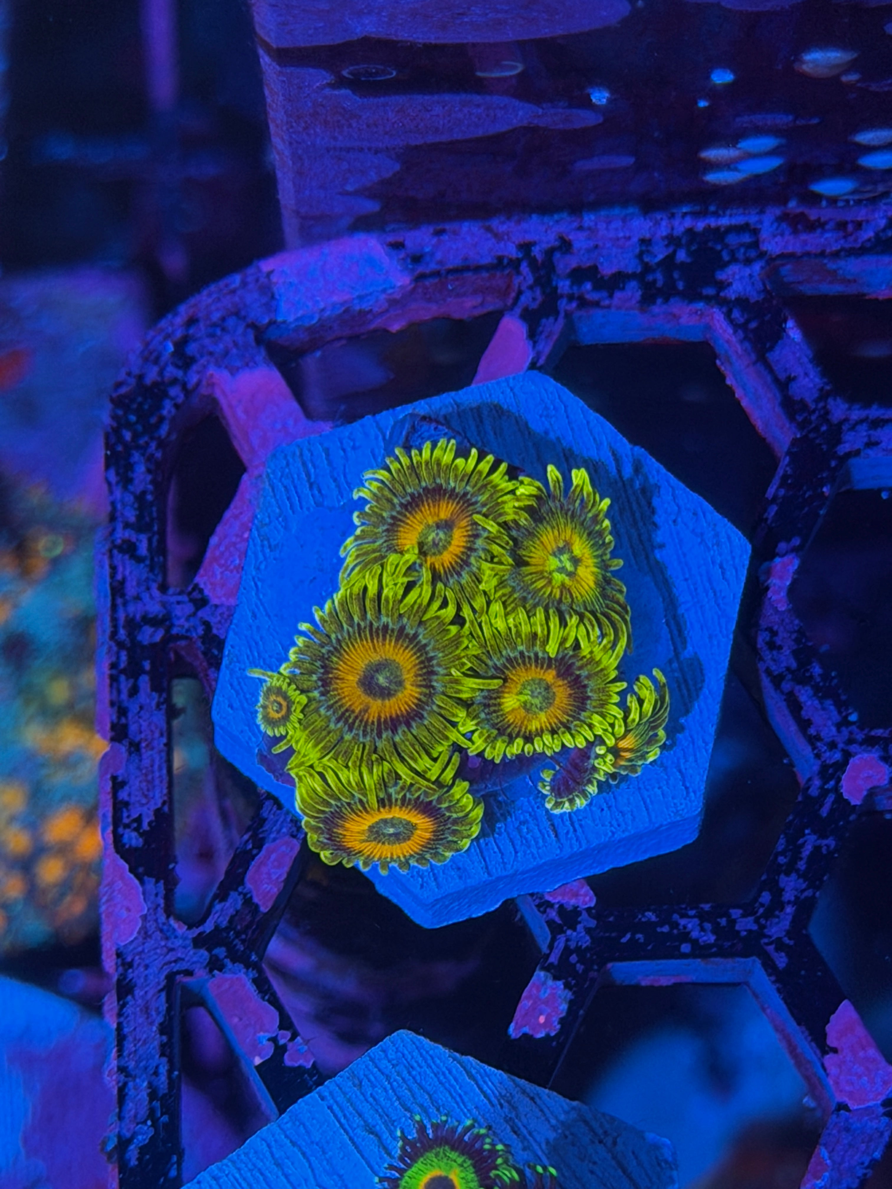 JEA Super Sunflower Zoanthid Coral Very Bright! 12/1