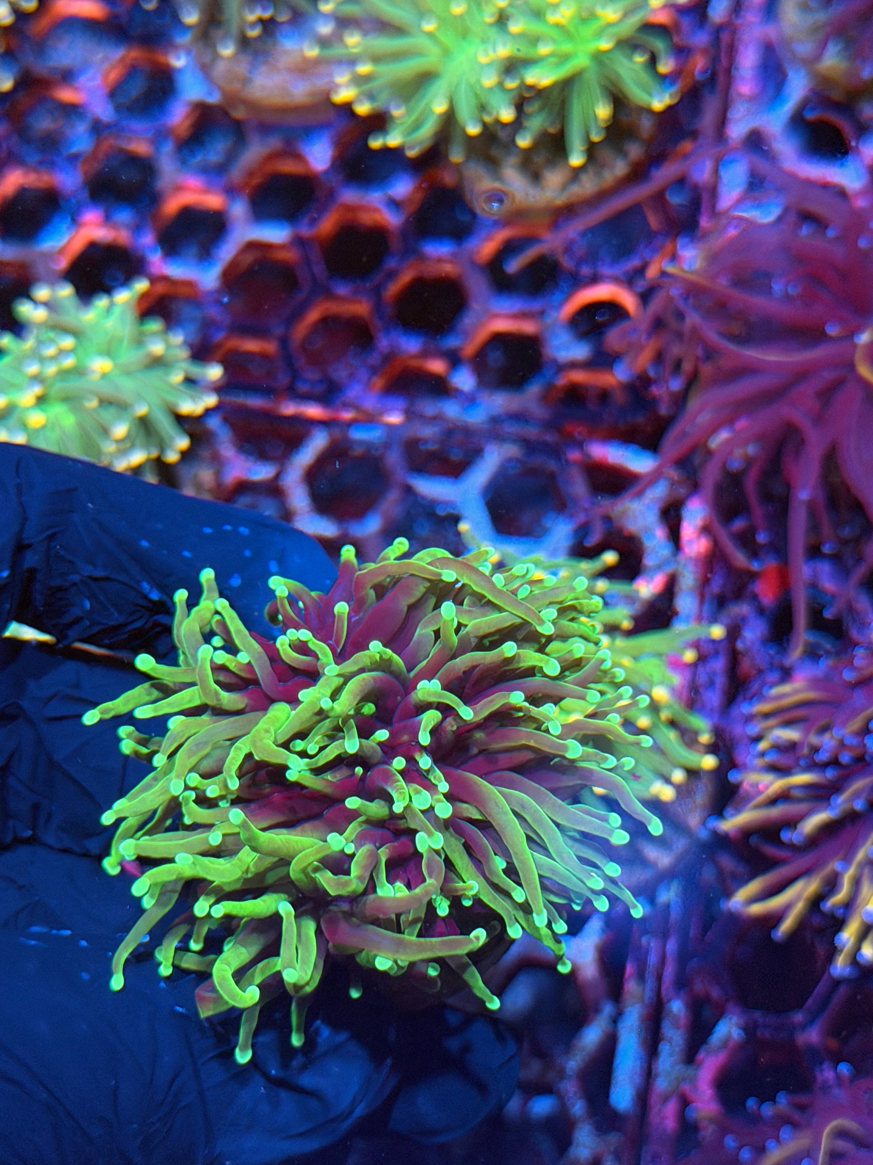 JEA Dragon Soul Torch Coral 3 Heads Splitting XL 8/28
