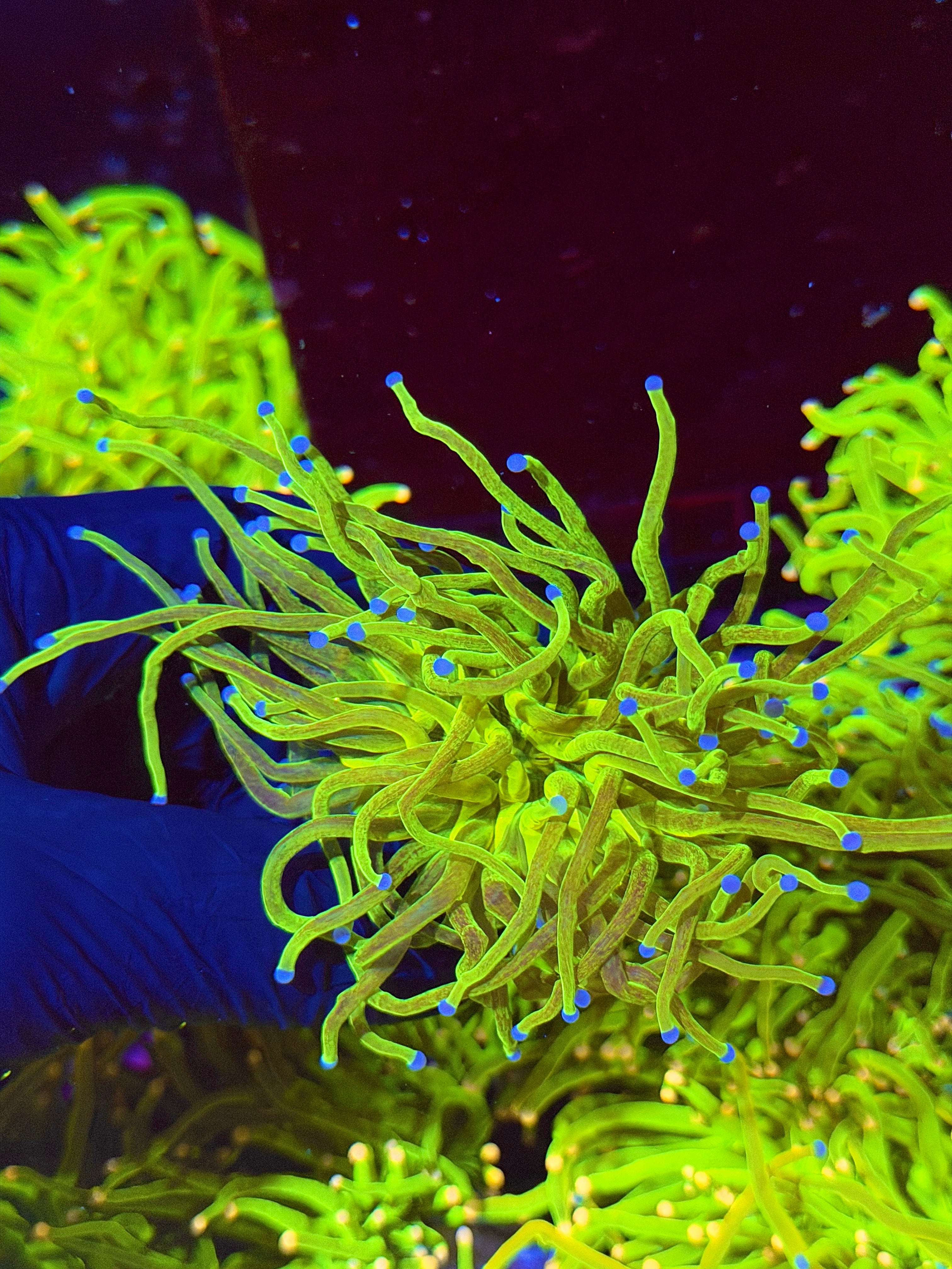 JEA Glitter 24K Holy Grail Torch Coral 2 Heads Splitting XXL