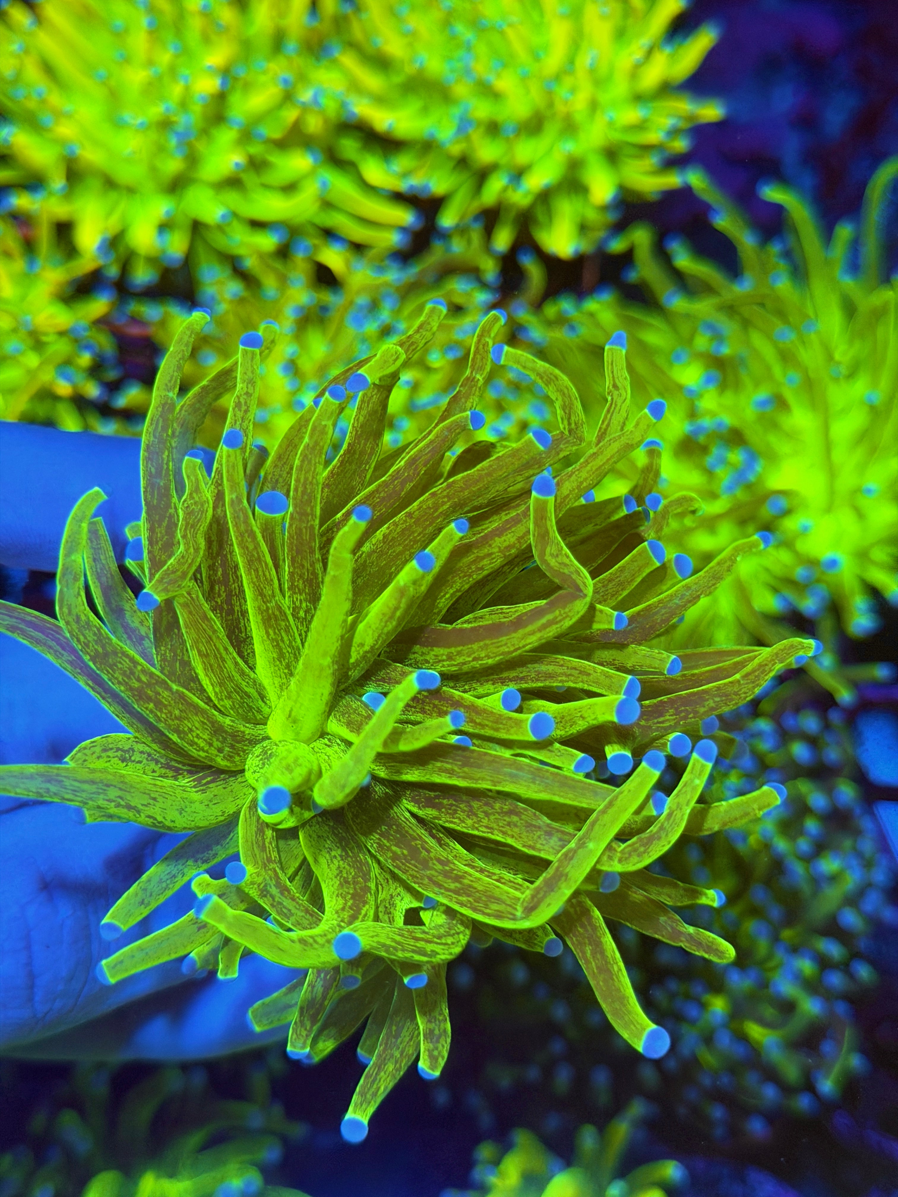 JEA Grafted Glitter Holy Grail Torch Coral 2 Heads Splitting XXL 11/28