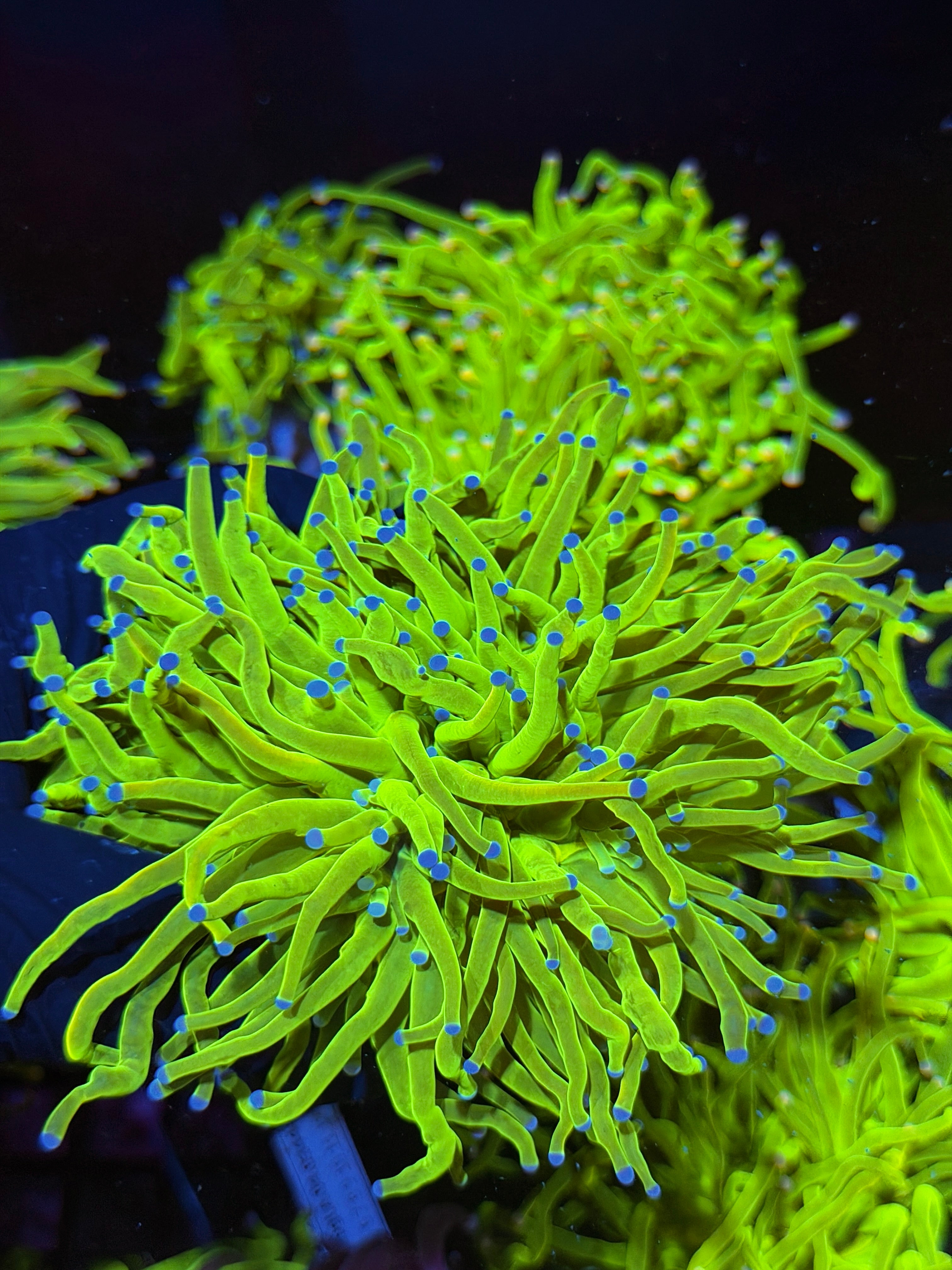 JEA 24K Holy Grail Torch Coral 3 Heads XXL