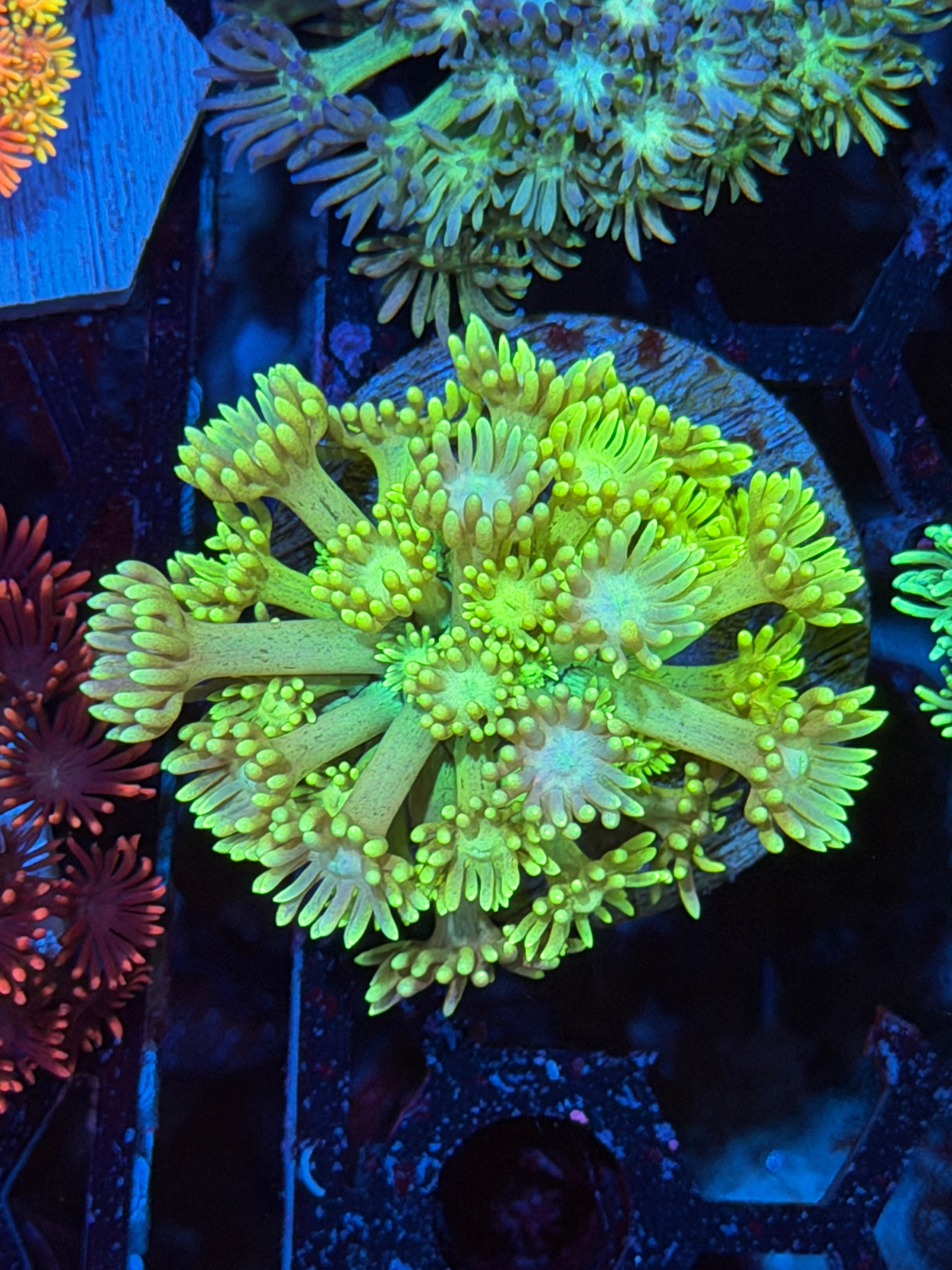 JEA HiLighter Goniopora Coral 3/4