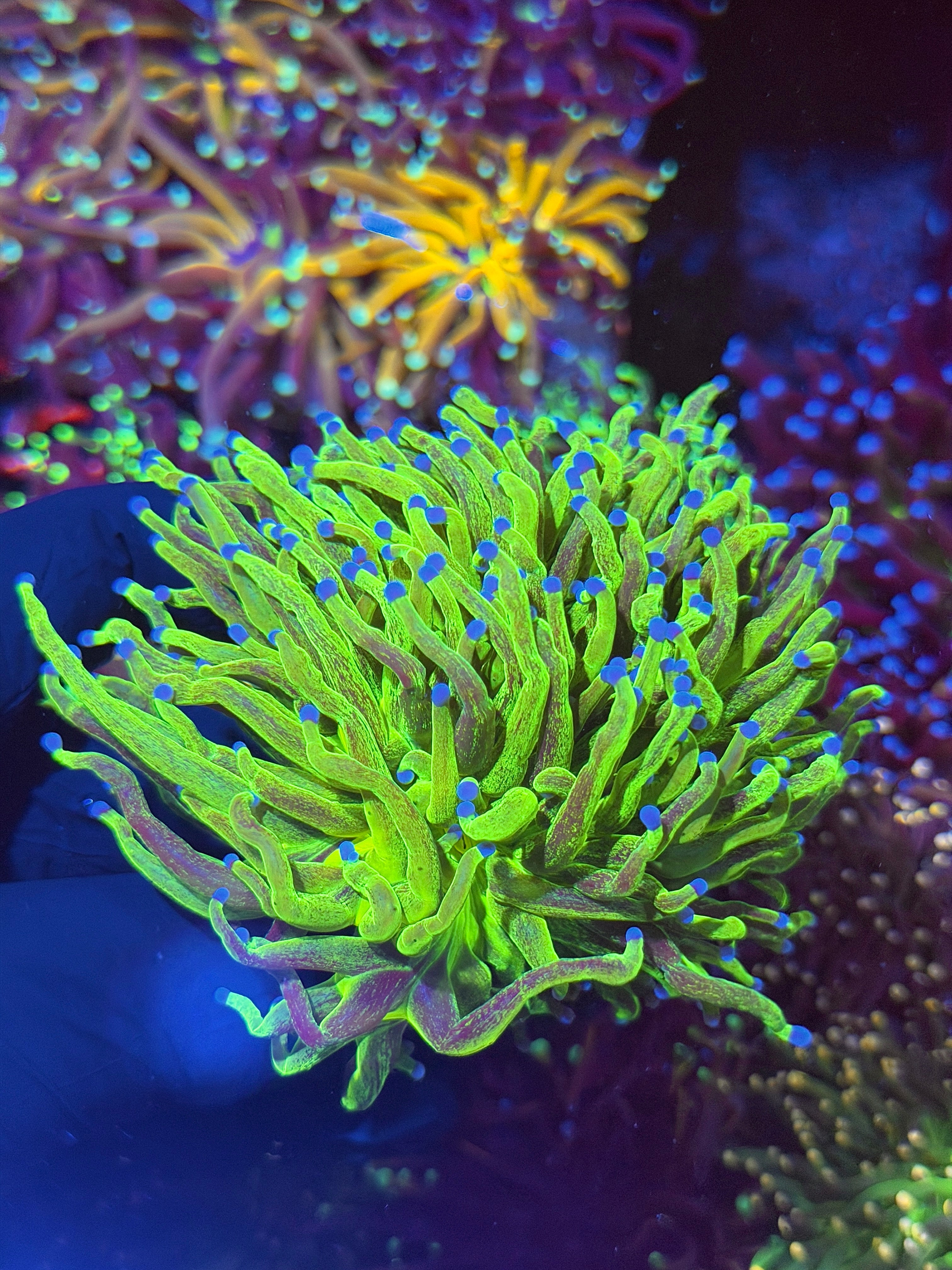 JEA Glitter Holy Grail Torch Coral 2 XXL Heads Splitting to 3 7/9
