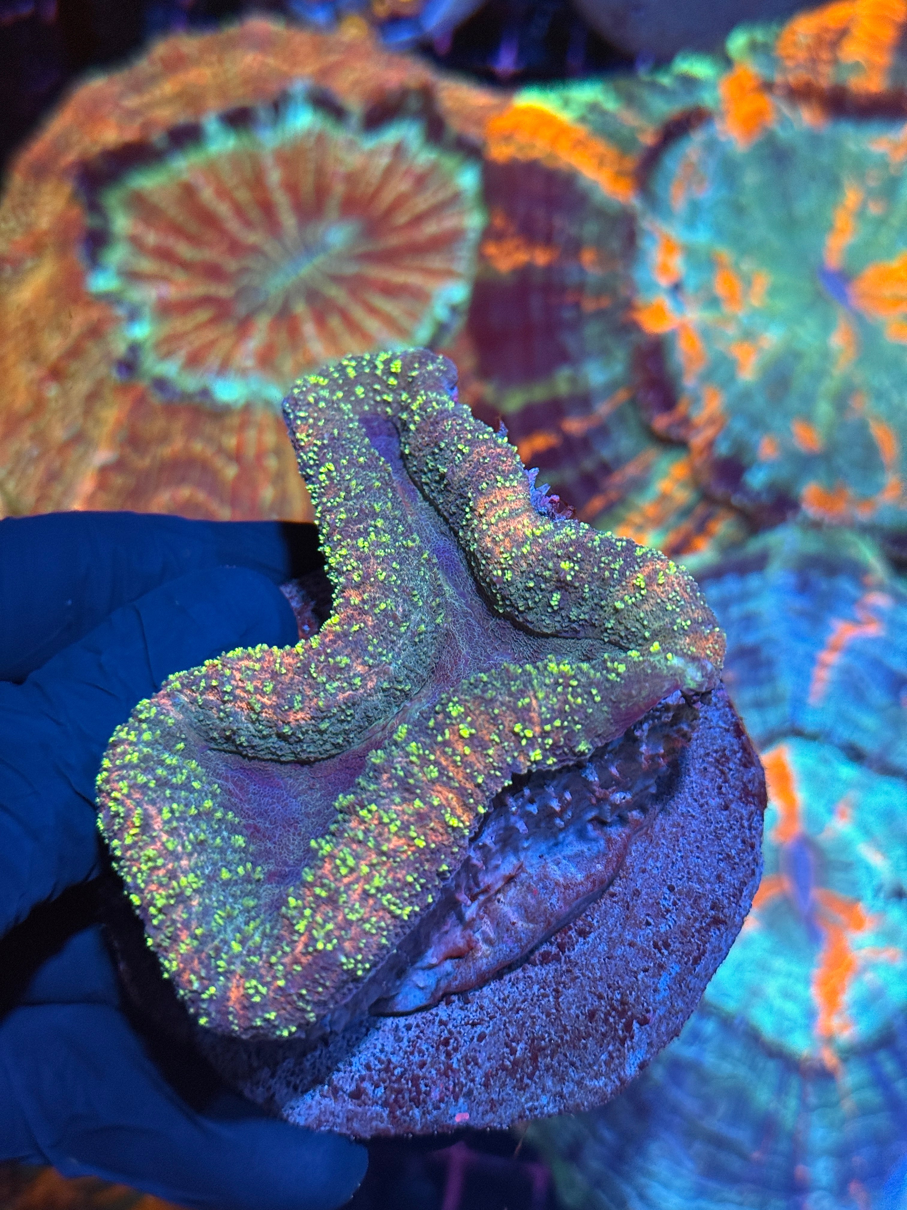Glitter Lobophyllia Meat Coral XL Show Sized