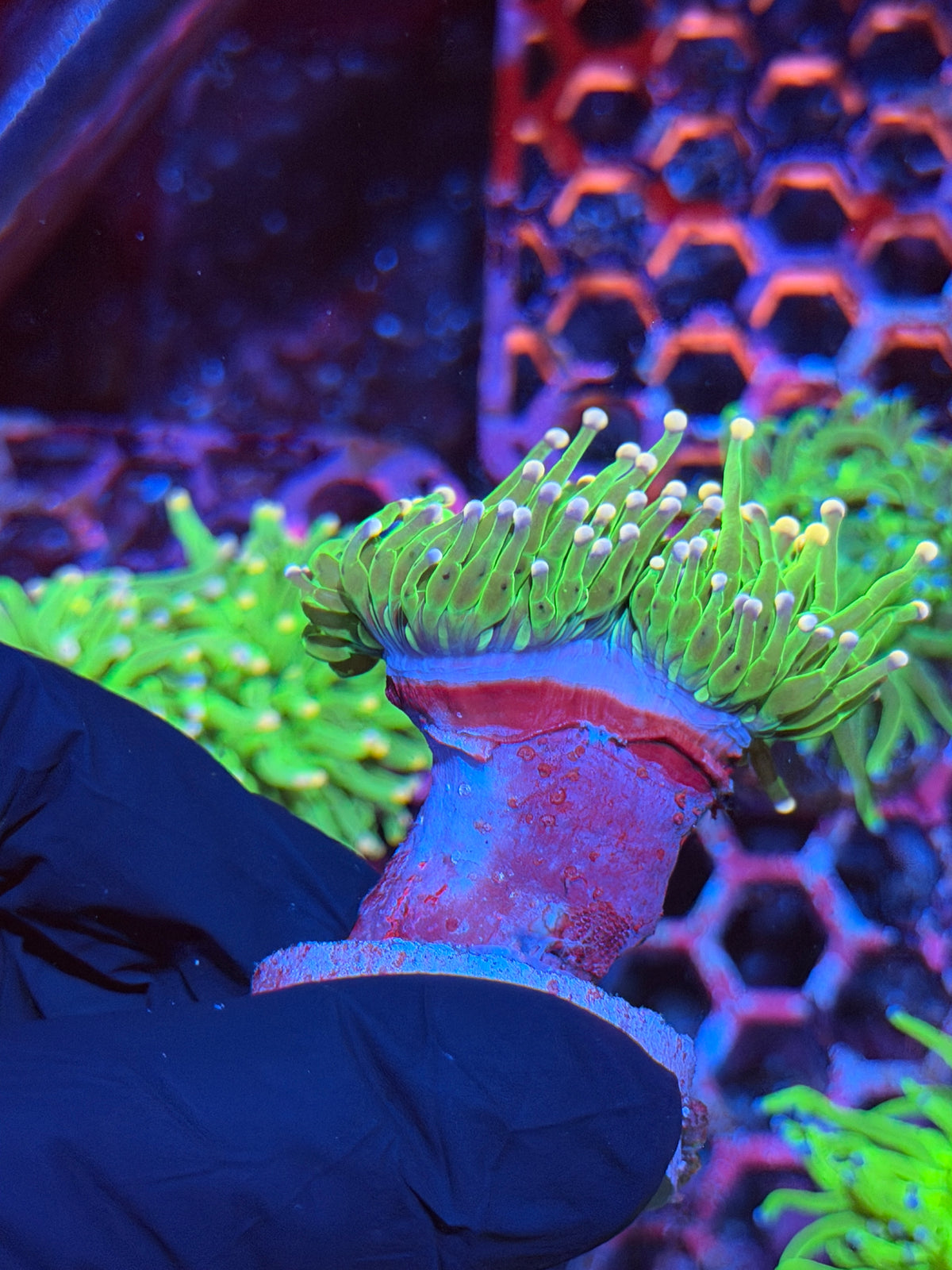 JEA Cotton Candy Torch Coral 1 XXL Head Splitting 9/21