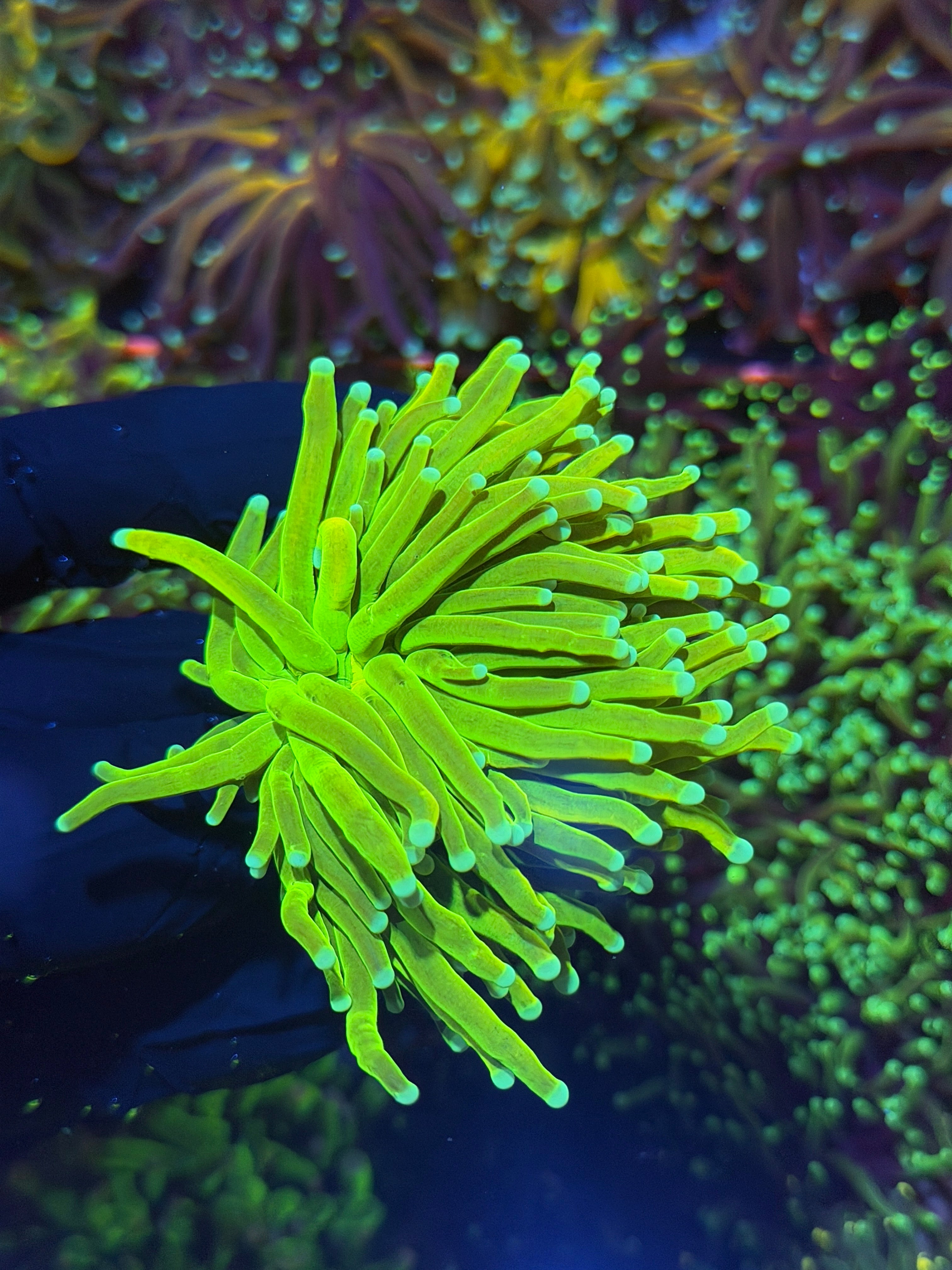 JEA Avalanche Holy Grail Torch Coral 2 Heads XXL 7/9
