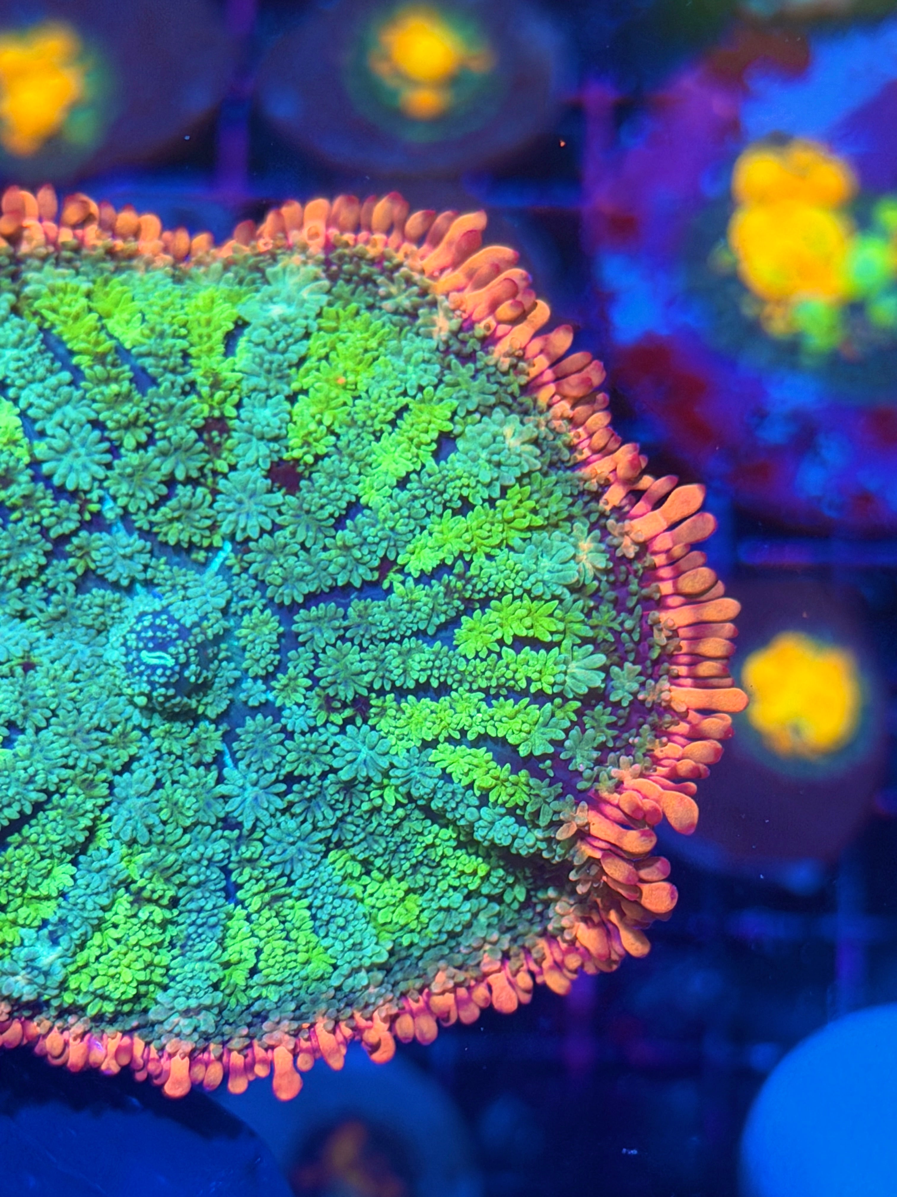 JEA Frankenstein Bride Mushroom  Coral XXL 2”+ 11/28