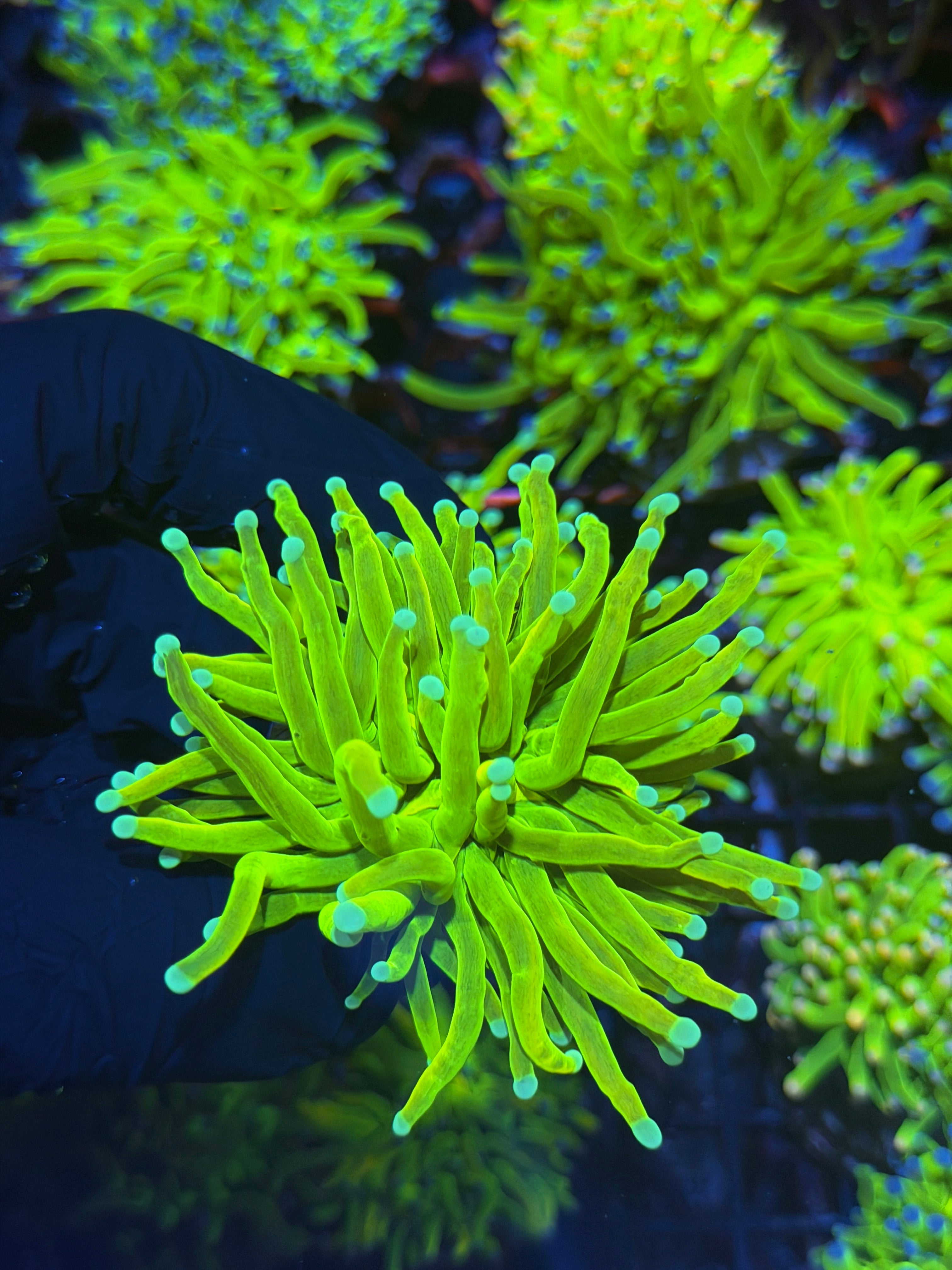 JEA Avalanche Holy Grail Torch Coral 1 Head XL 8/1
