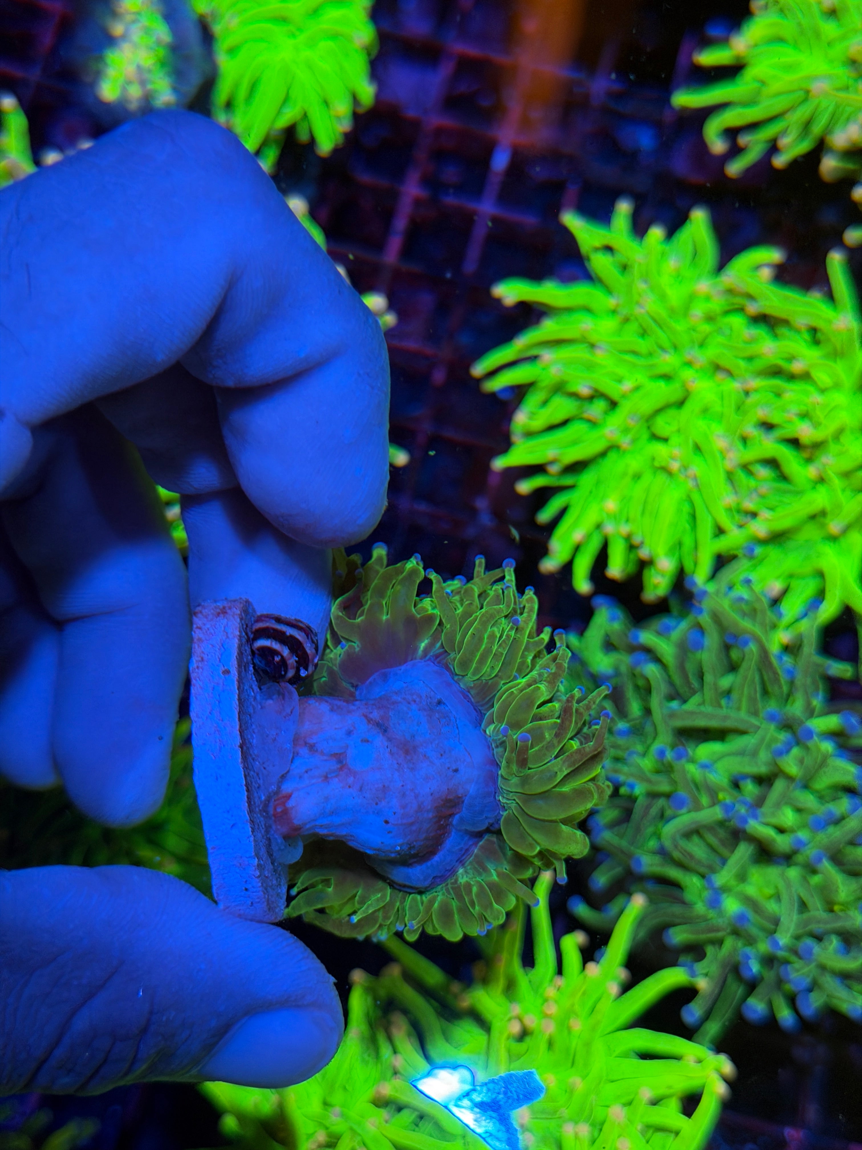 Grafted Glitter Todd’s Torch Coral Splitting 3 Ways XL