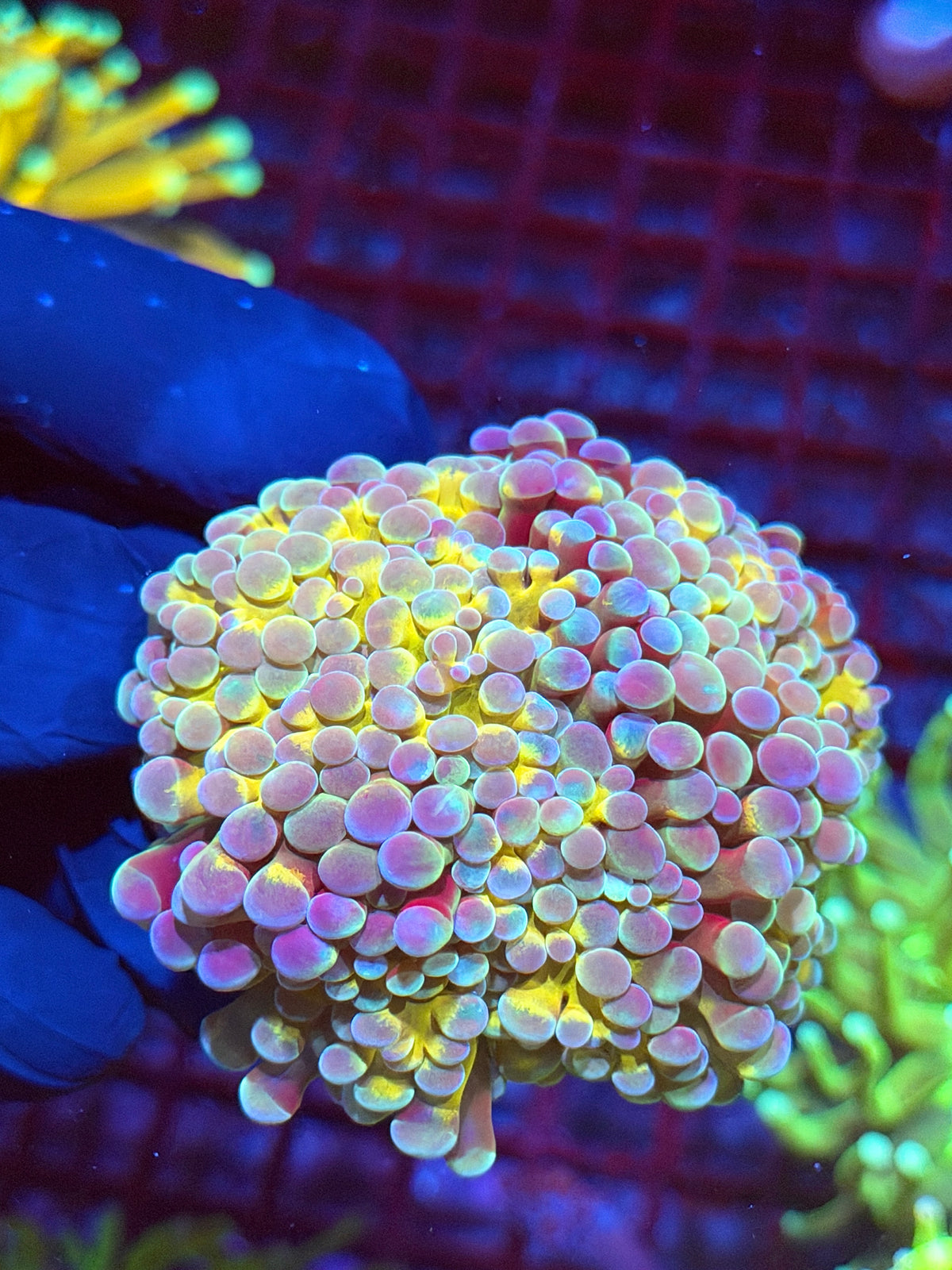 JEA Rainbow Blaster Hammer Coral Splitting to 3 Insane Colors Last Frag Collectors Piece 9/6