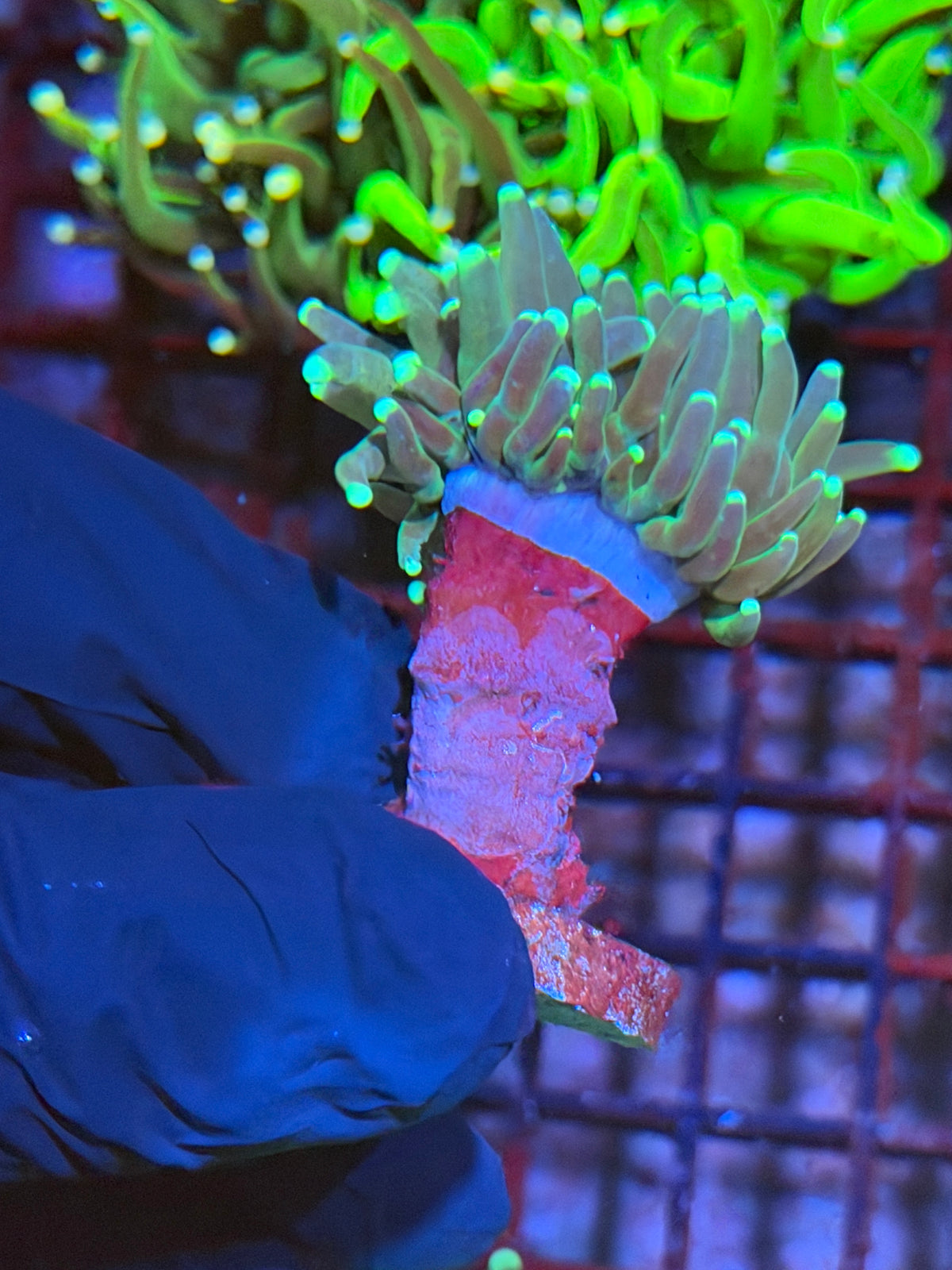 JEA Reverse Tiger Torch Coral 1 XXL Head 9/22