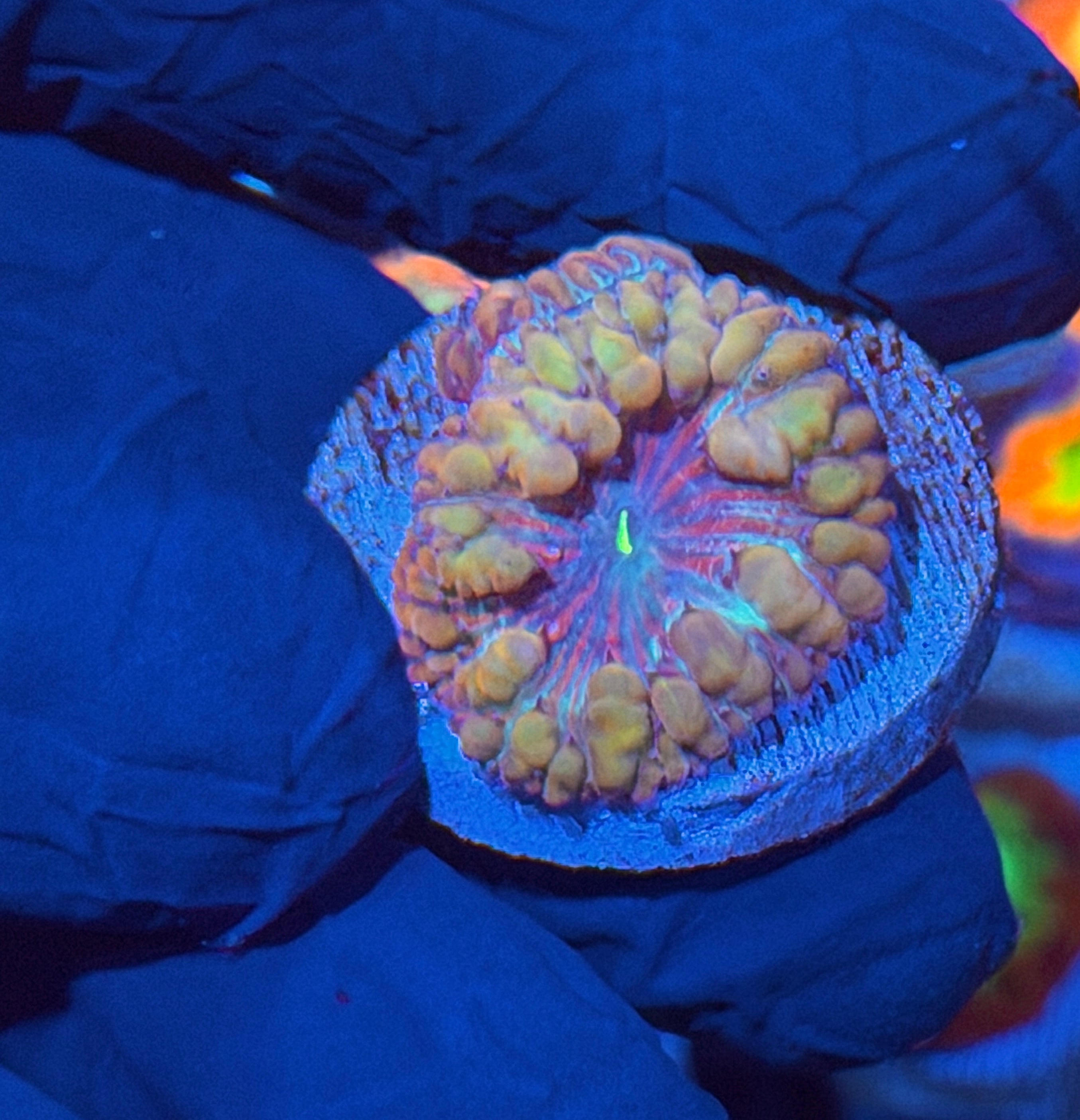 JEA Bubble Blaster Blastomussa Coral 2 Heads 11/28