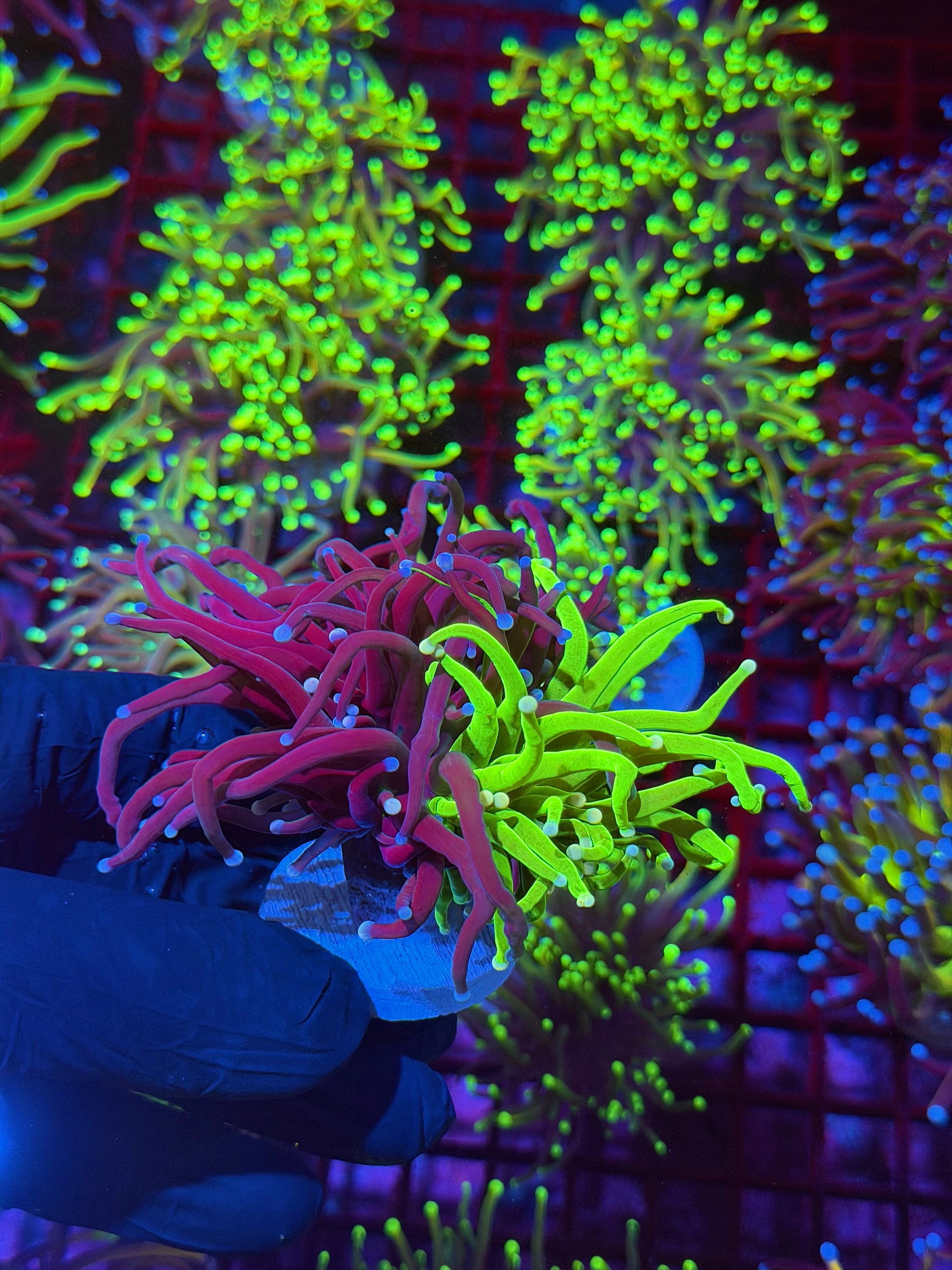 JEA Grafted Holy Grail Torch Coral 1 XXL Head Splitting Show Piece 8/6