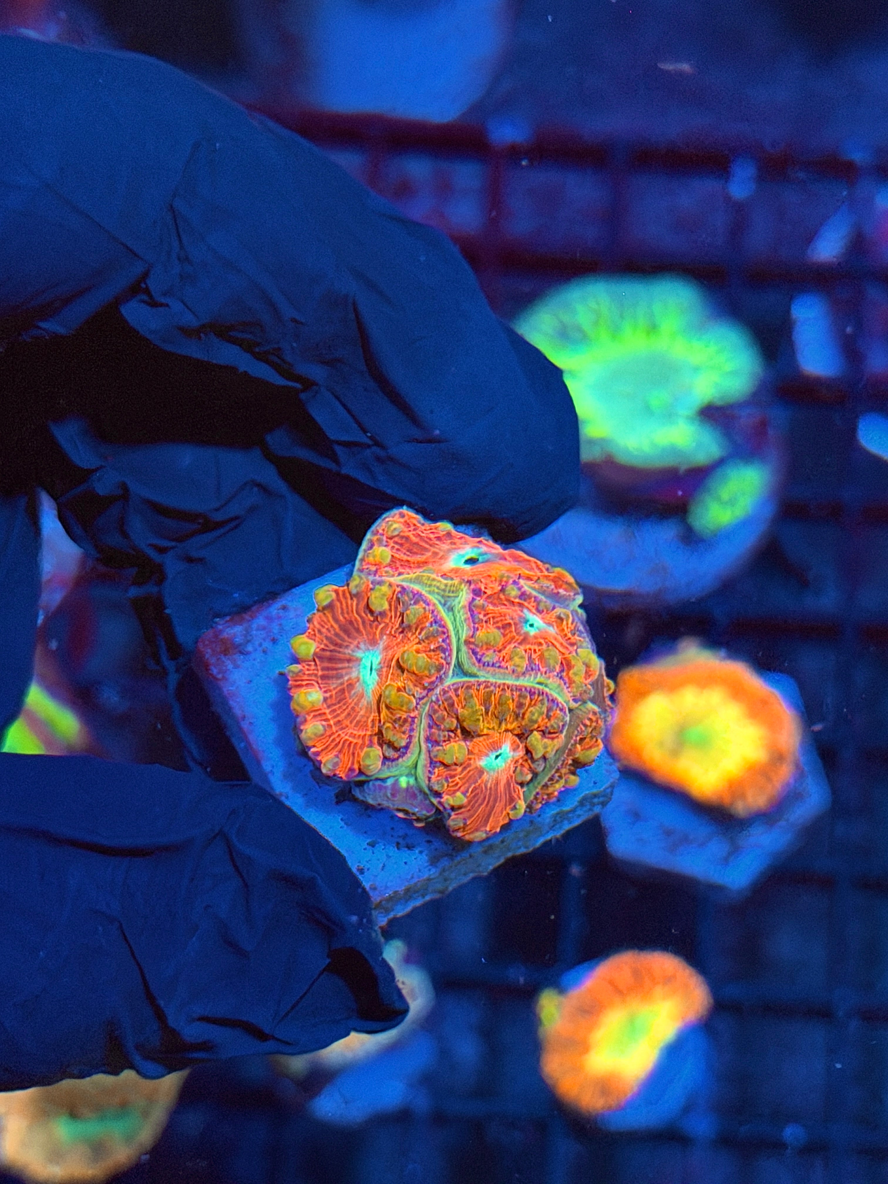 JEA Time Warp Blastomussa Coral Colony 6 Heads