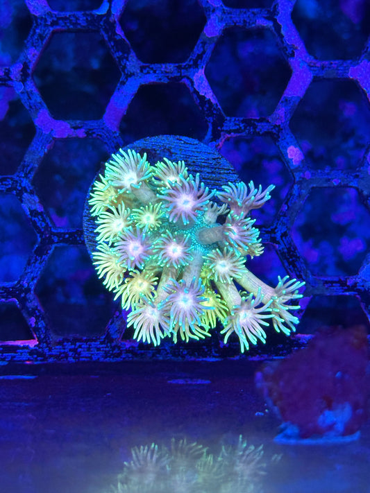 JEA Pixie Stix Goniopora Coral