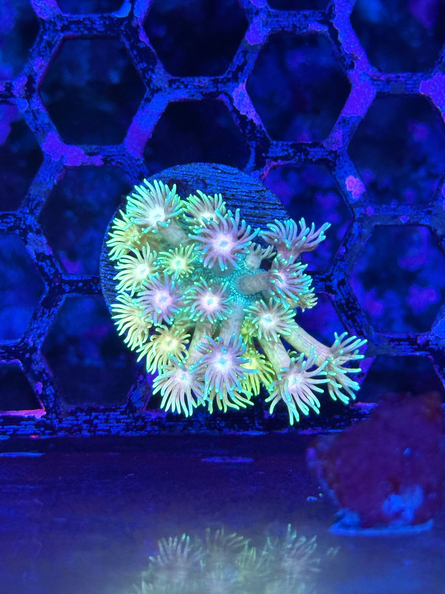 Jay's Exotic Coral Auctions