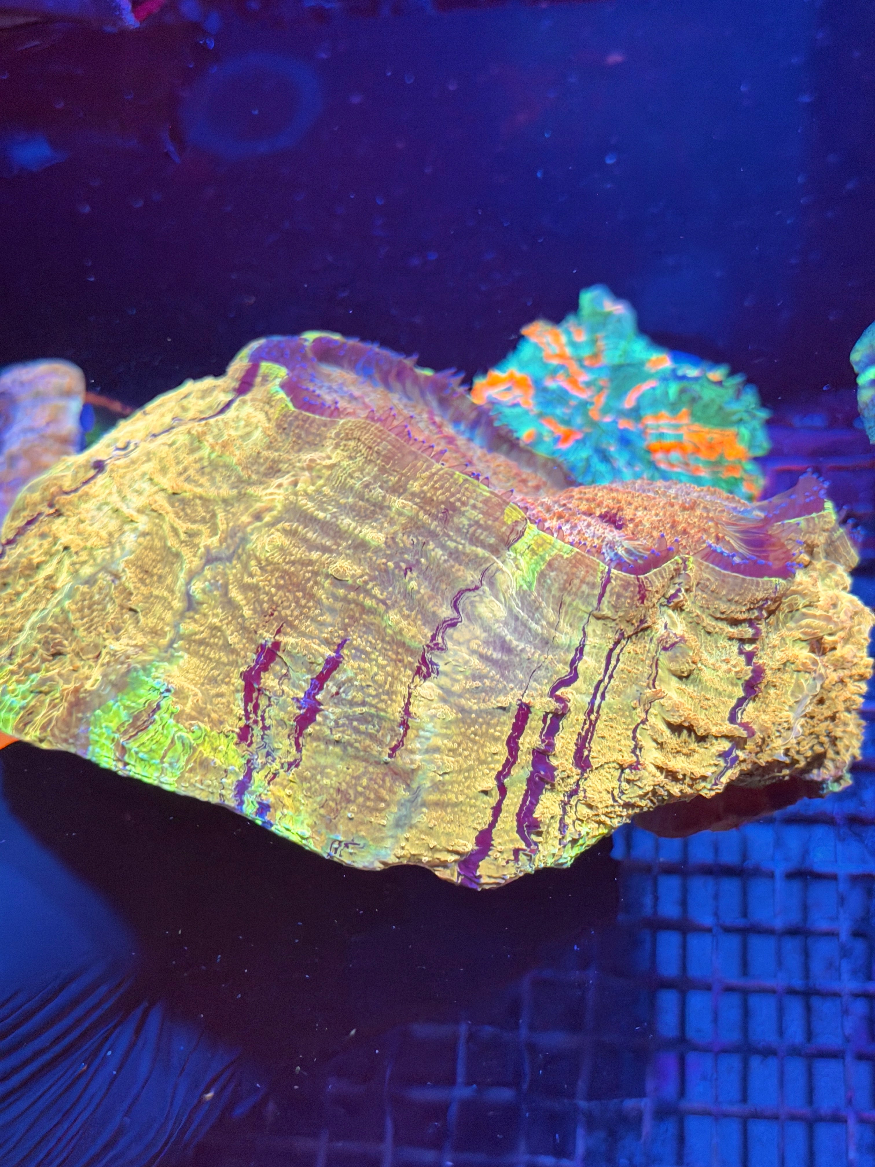 Insane Yellow Striped Acanthophyllia Meat Coral XXXL Show Piece 8/29
