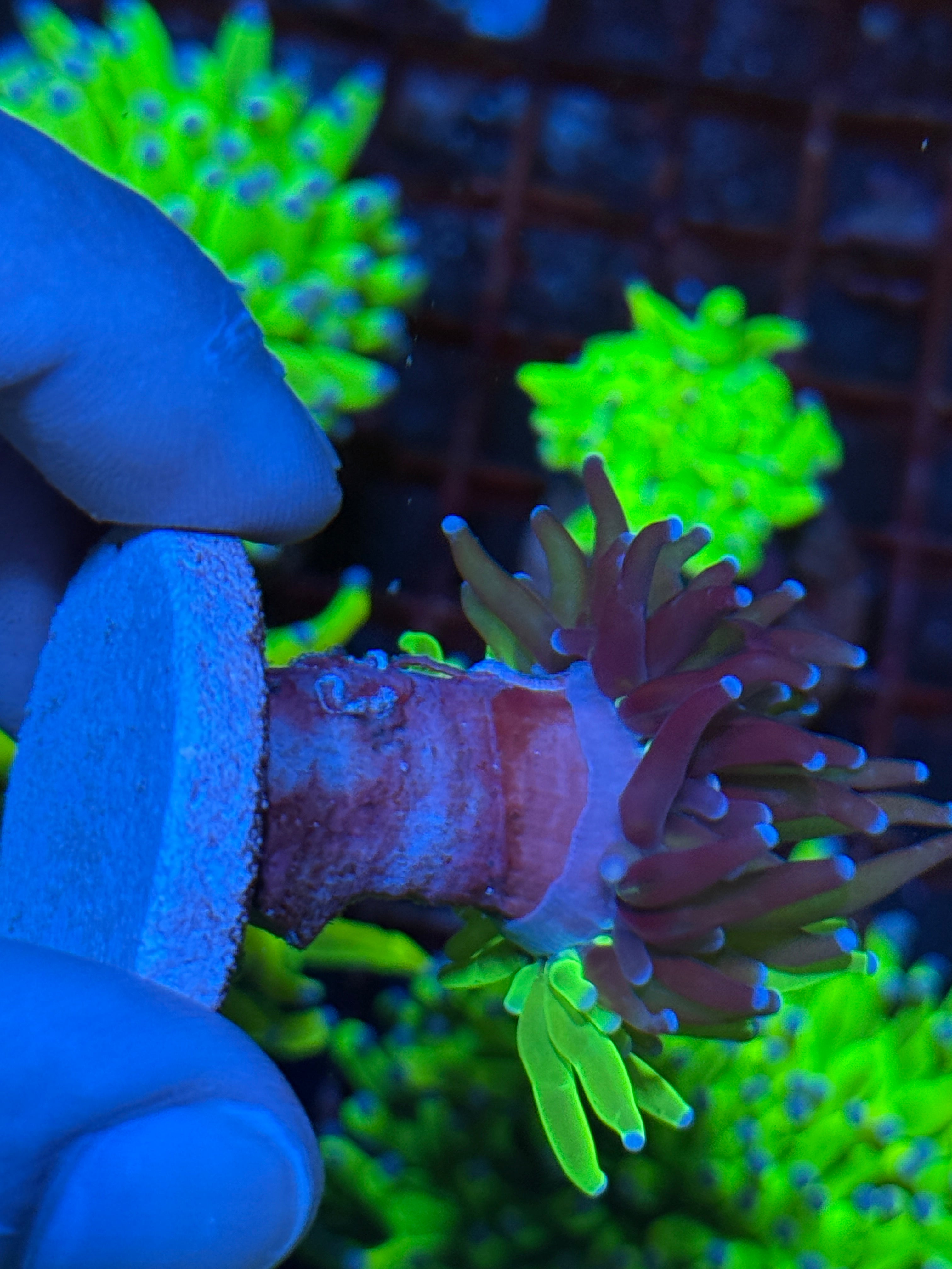 JEA Grafted Holy Grail Torch Coral 1 Head 10/12