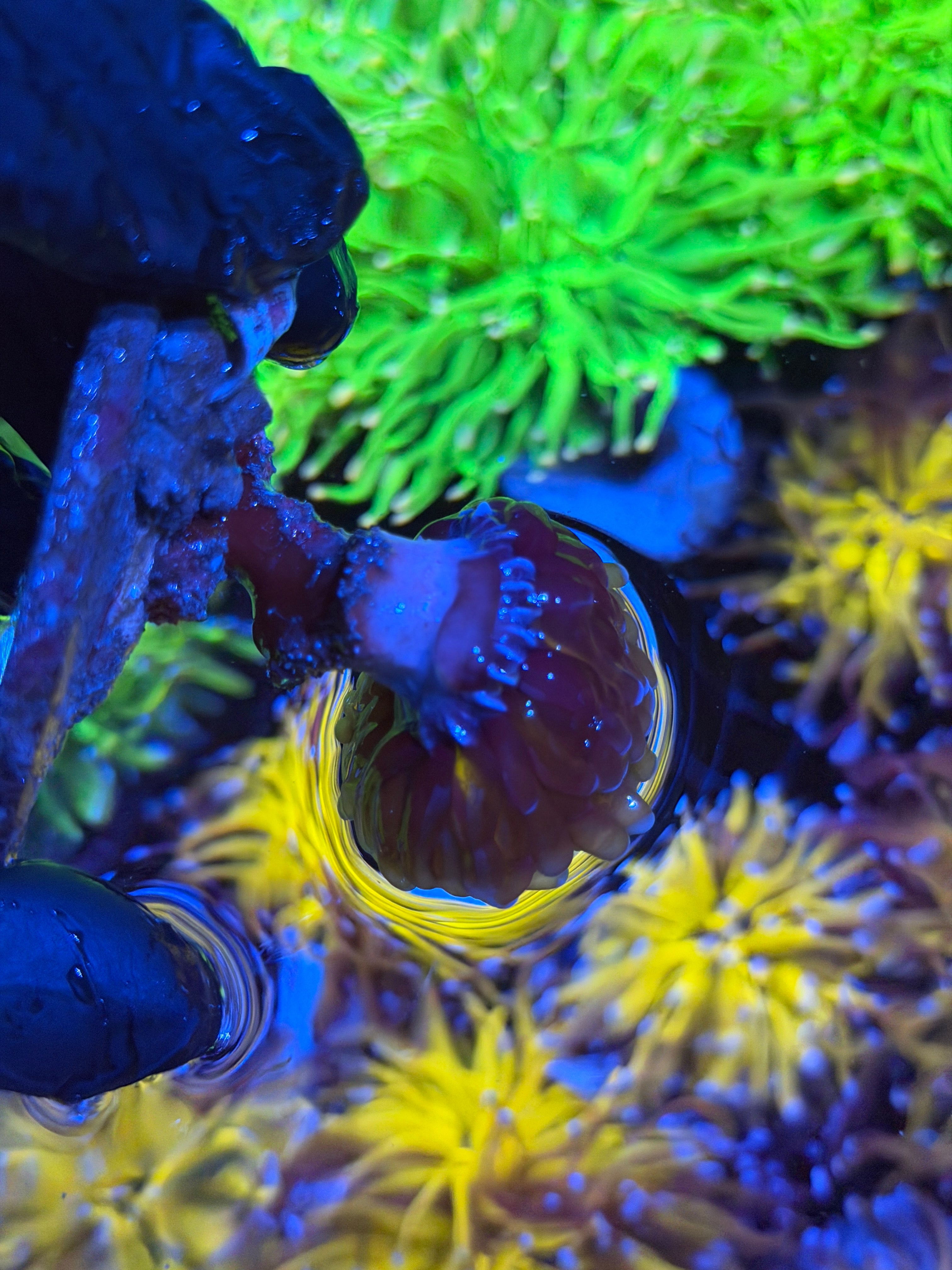 JEA Fat Stalk Orange Tiger Torch Coral 1 XXL Head 6/27