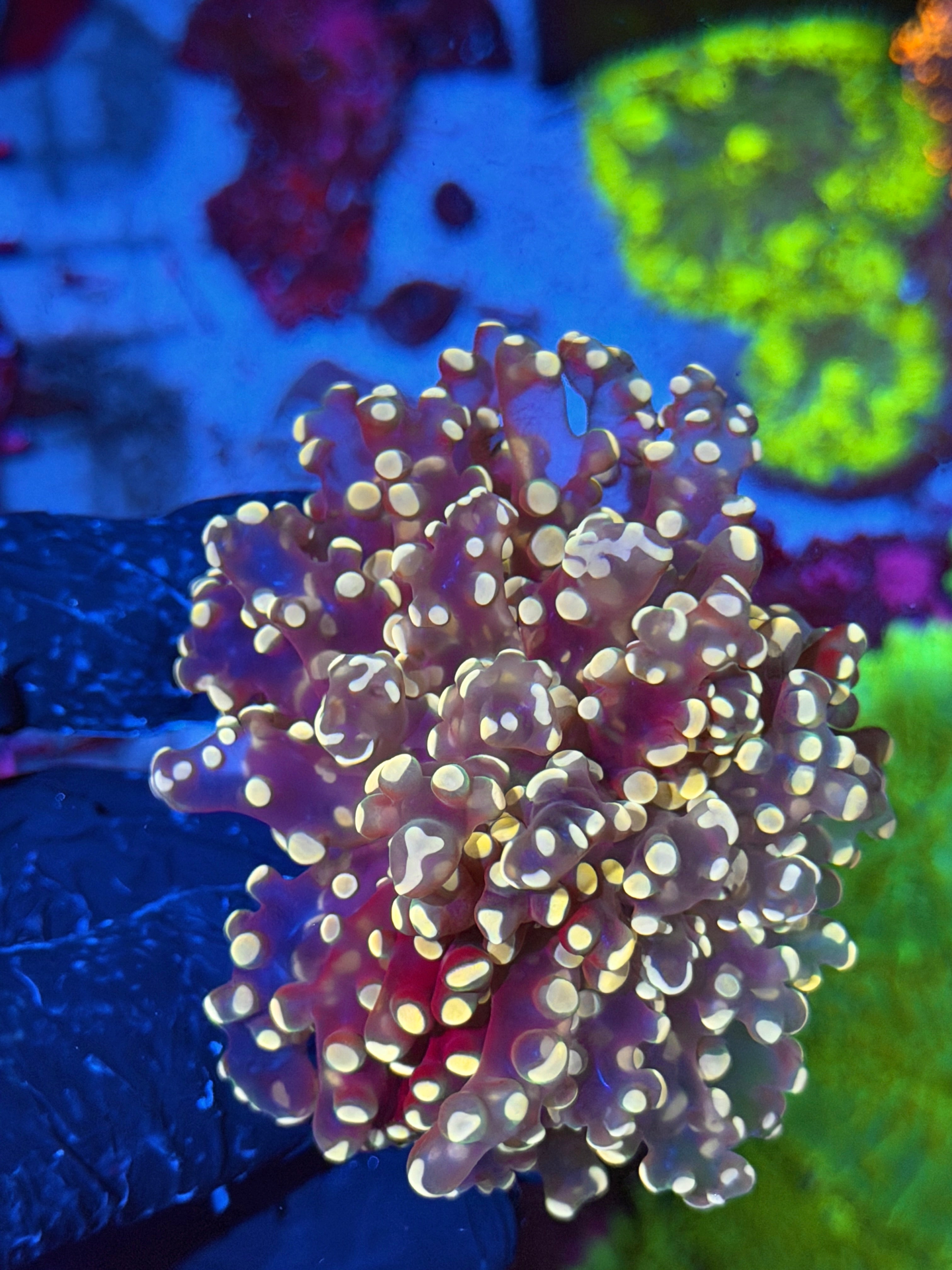 JEA Princess Peach Frogspawn Coral 1 XXl Head Splitting