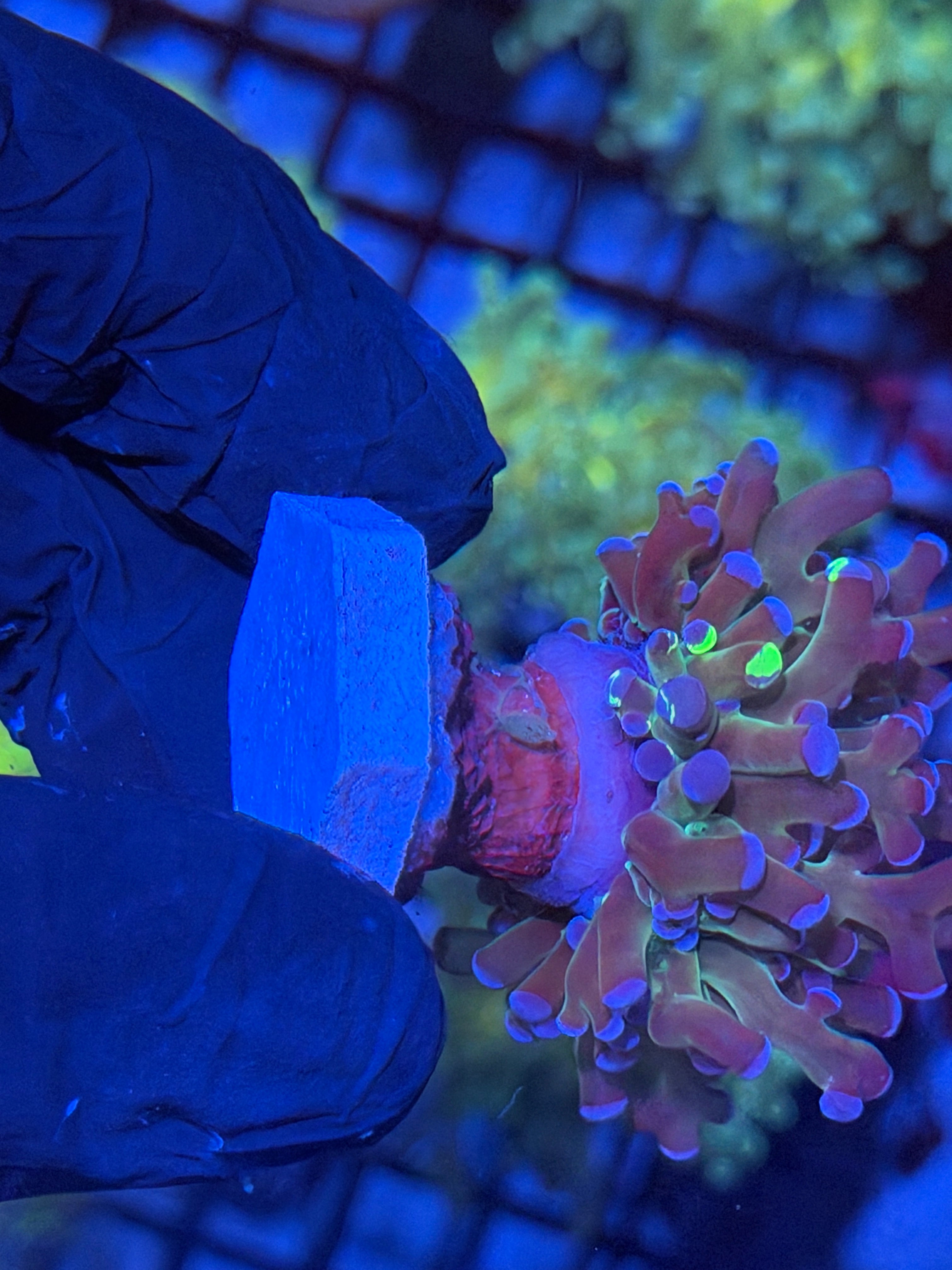 Purple Frogspawn Coral Bright Mouth 11/28