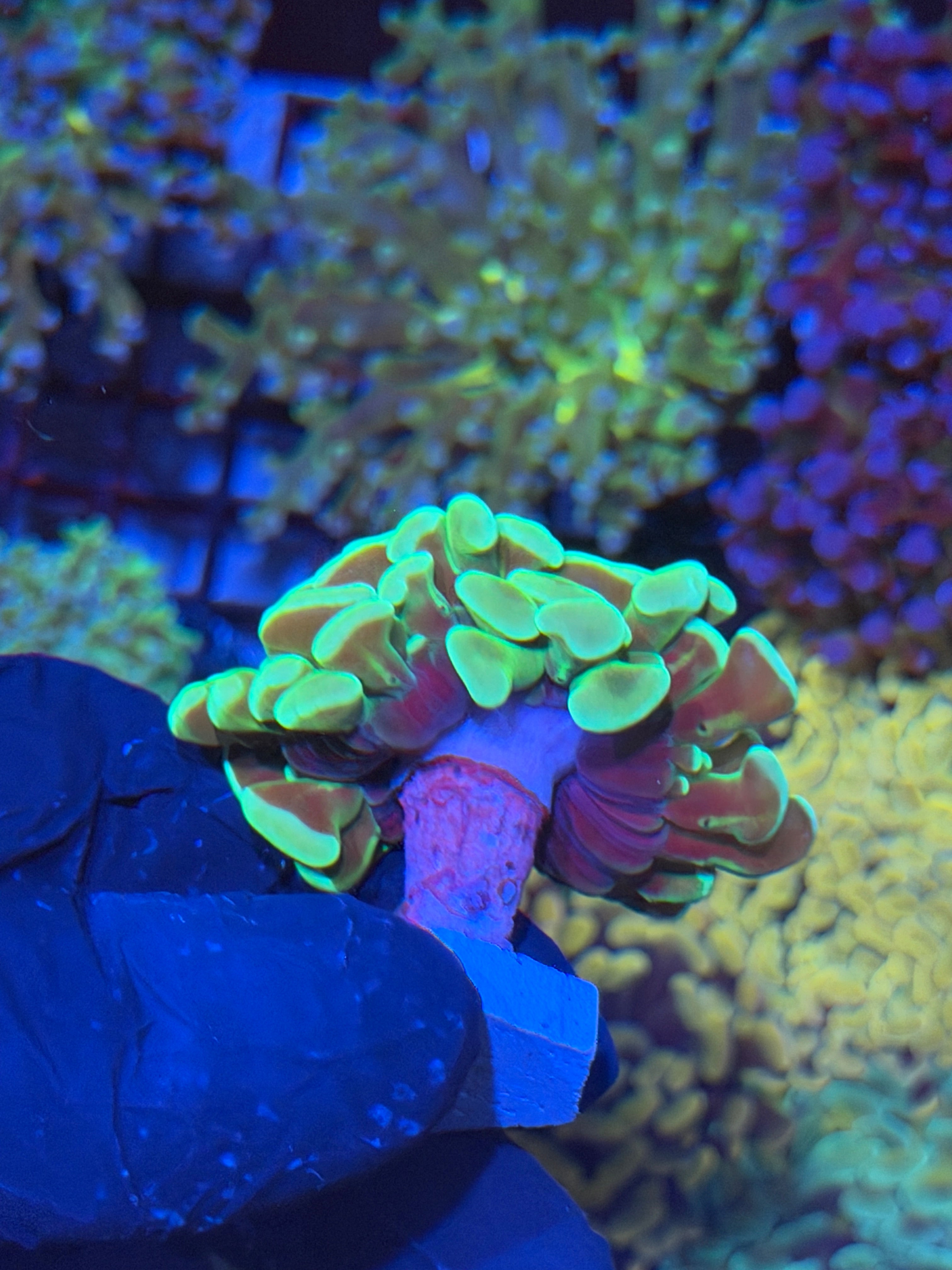 JEA Sour Apple Hammer Coral 1 XL Head 4/23