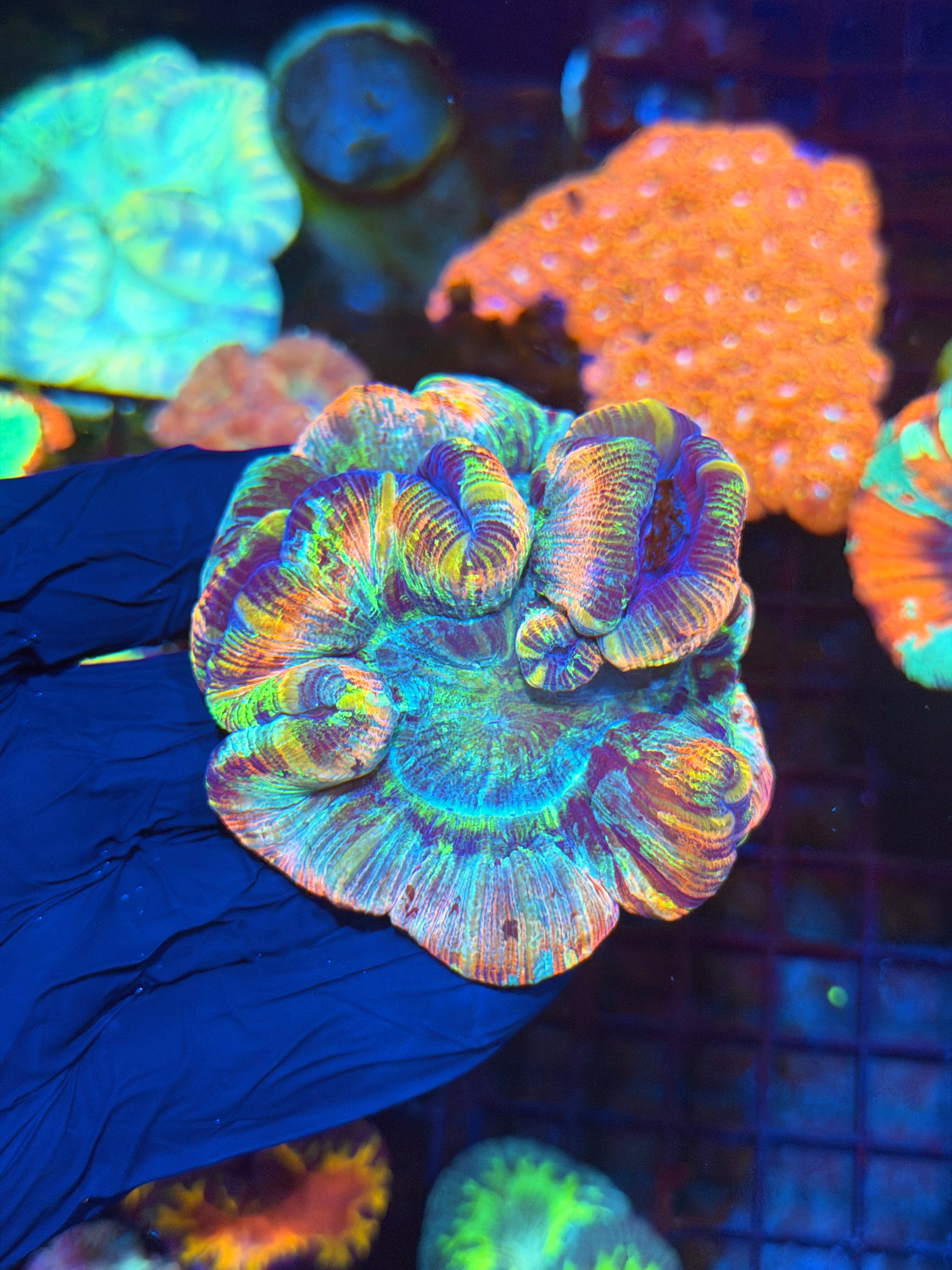Rainbow Trachyphyllia Meat Coral XL 5/16