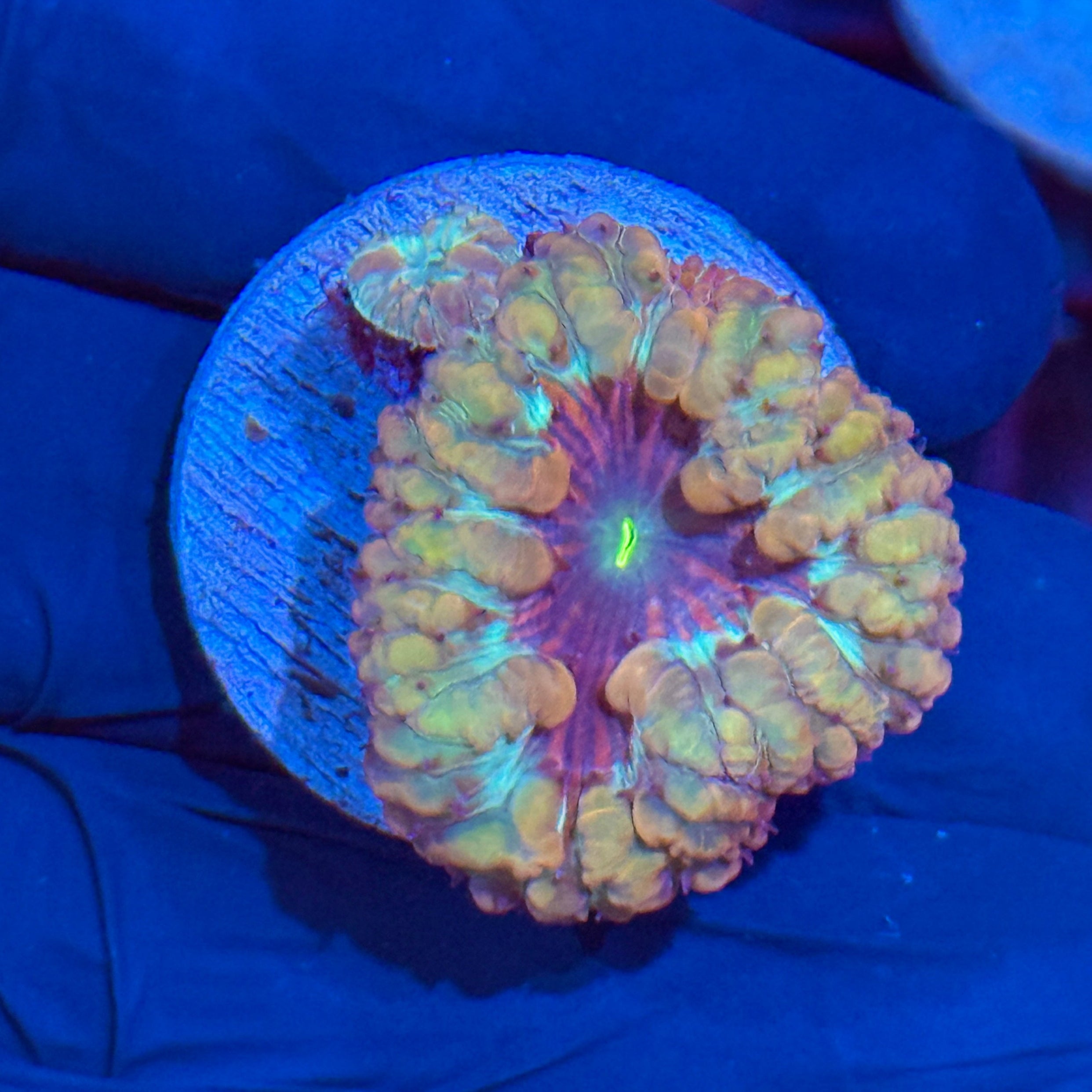 JEA Blastoise Blastomussa Coral 1XL Head & Baby