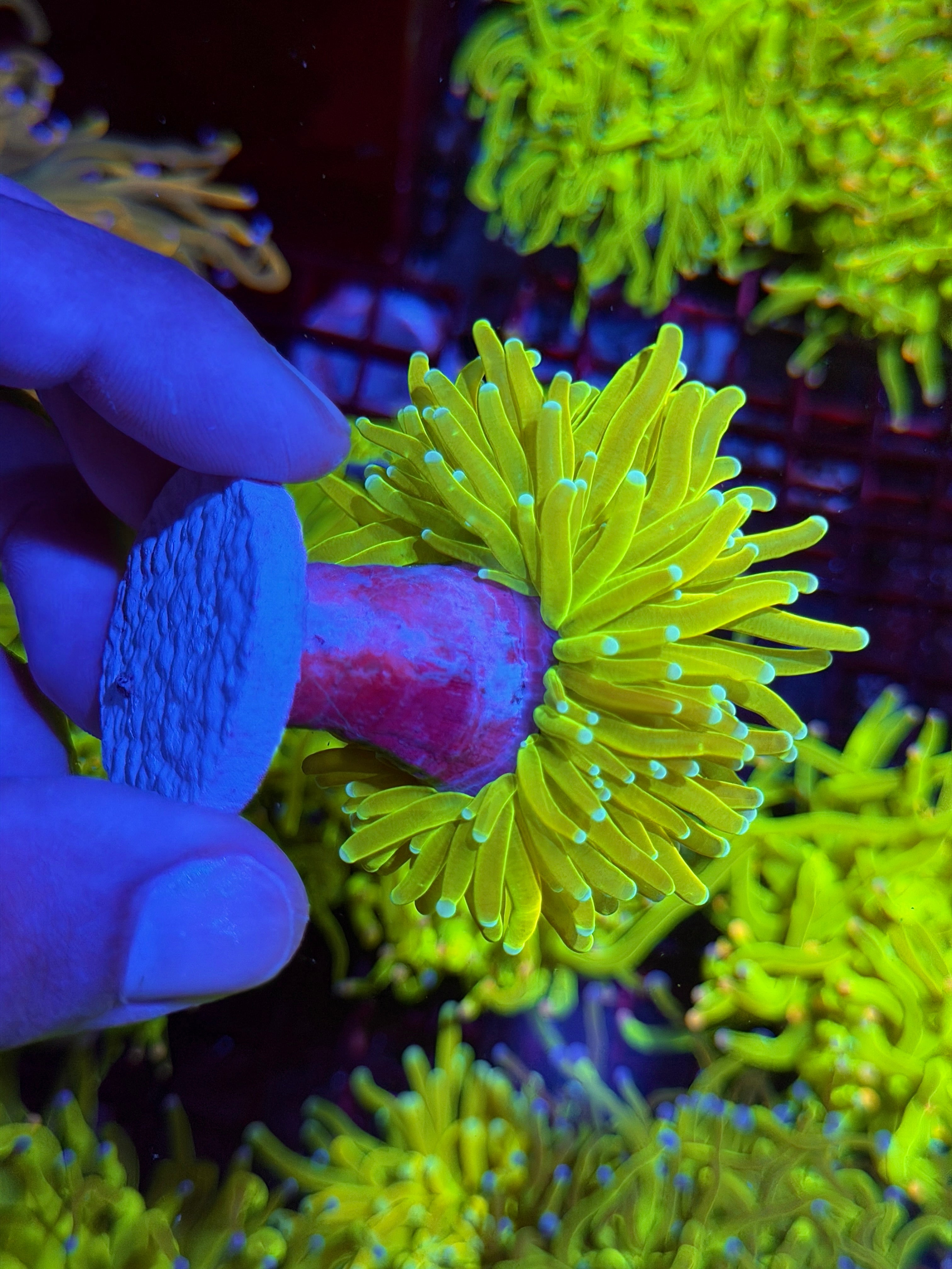 JEA White Widow Holy Grail Torch Coral 1 XL Head 9/6