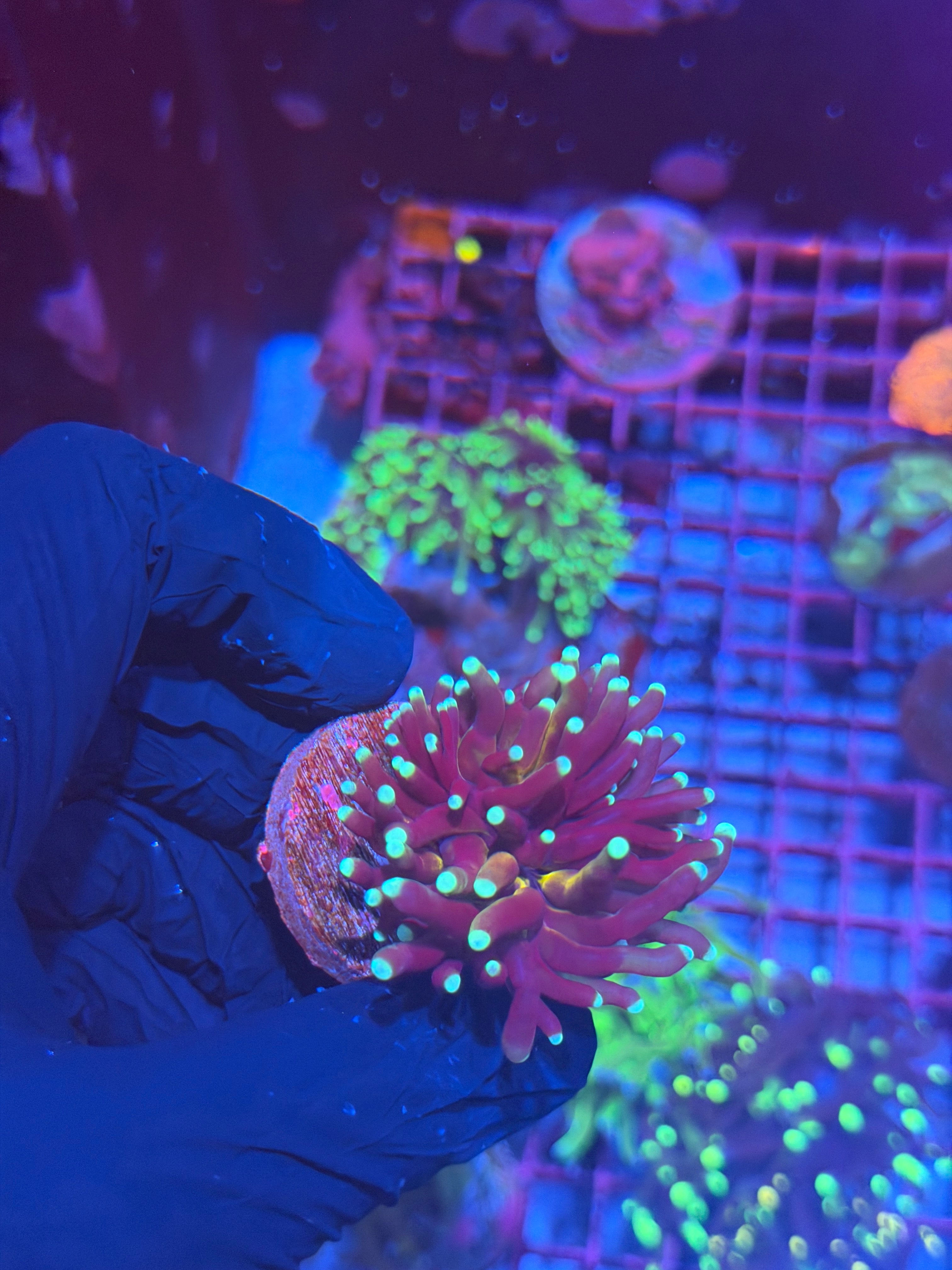 JEA Tiger Torch Coral 2.0 Teal Tips 8/7
