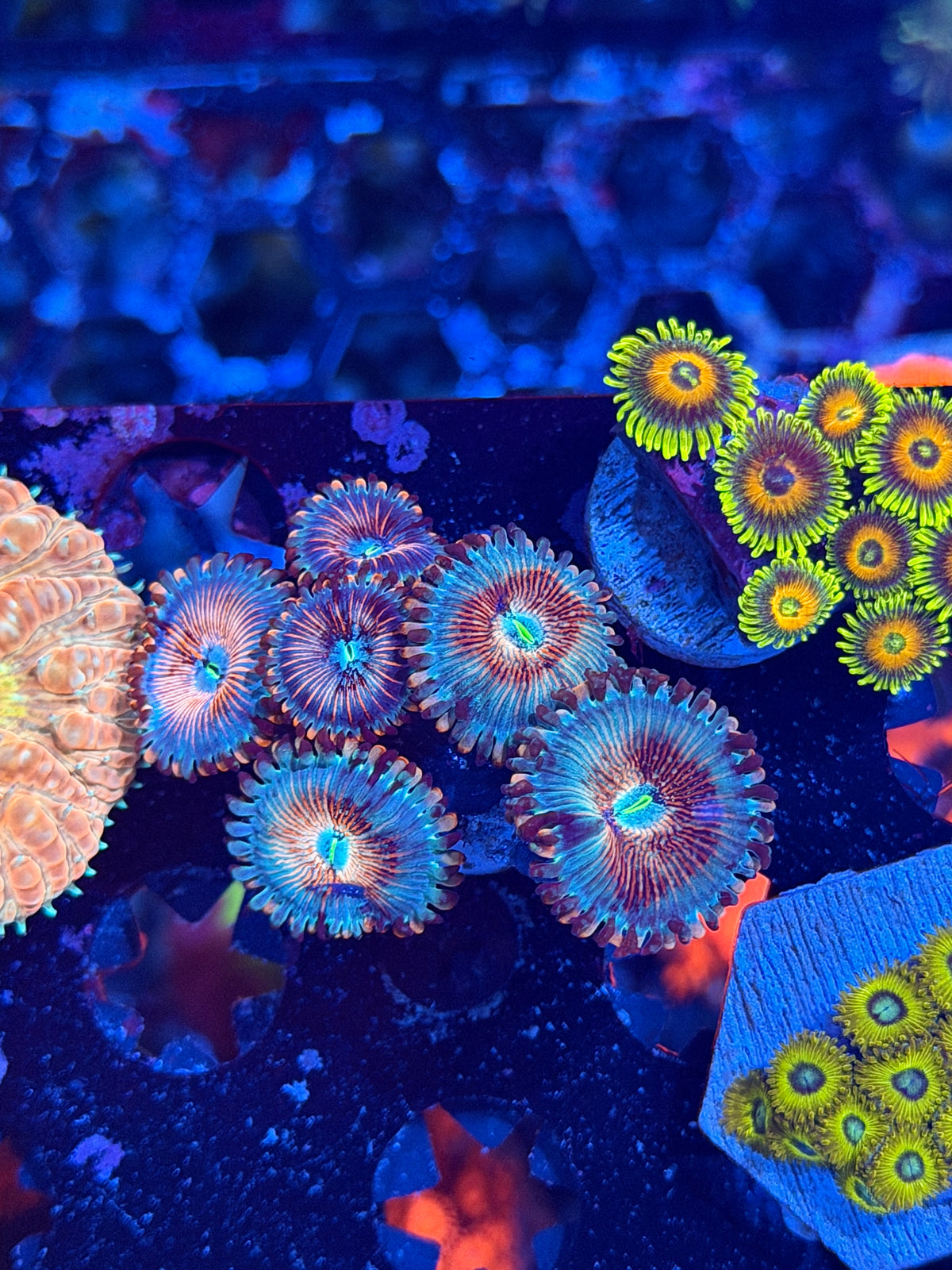 JEA White Zombie Zoanthid Coral 6 Polyps 10/11