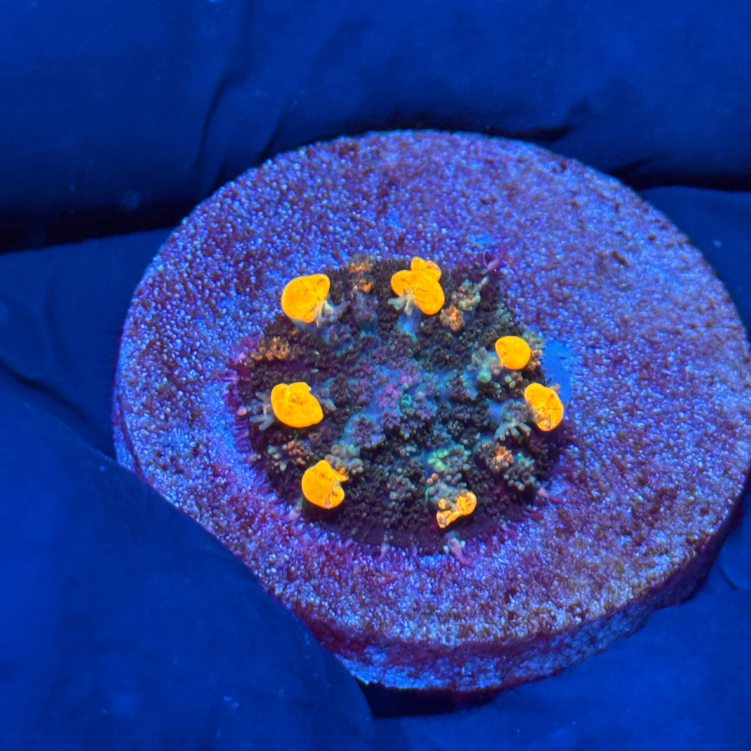 JEA Jack Skellington Bounce Mushroom Coral Lots of Bounce