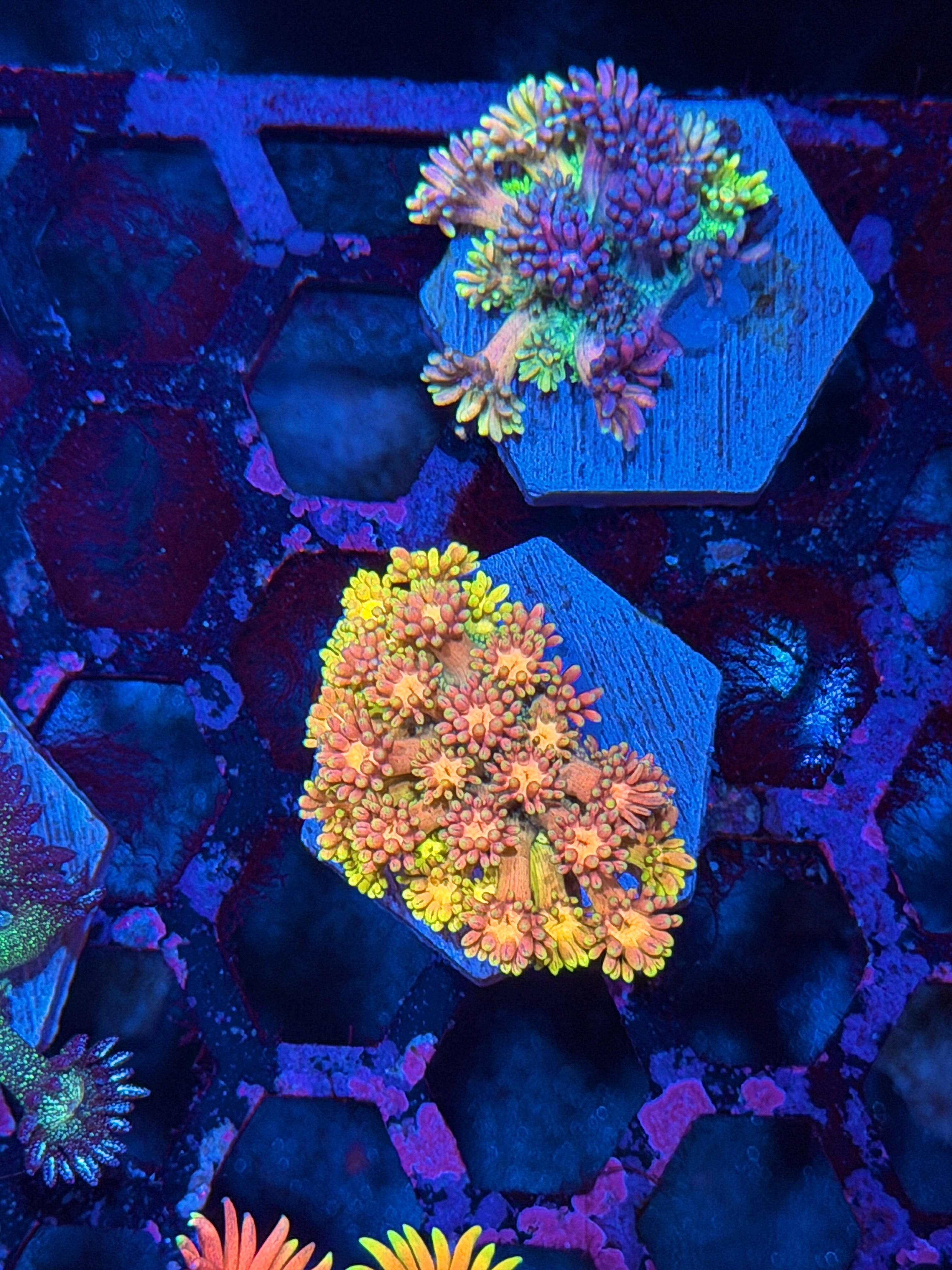 JEA Strawberry Split Goniopora Coral *New Release*