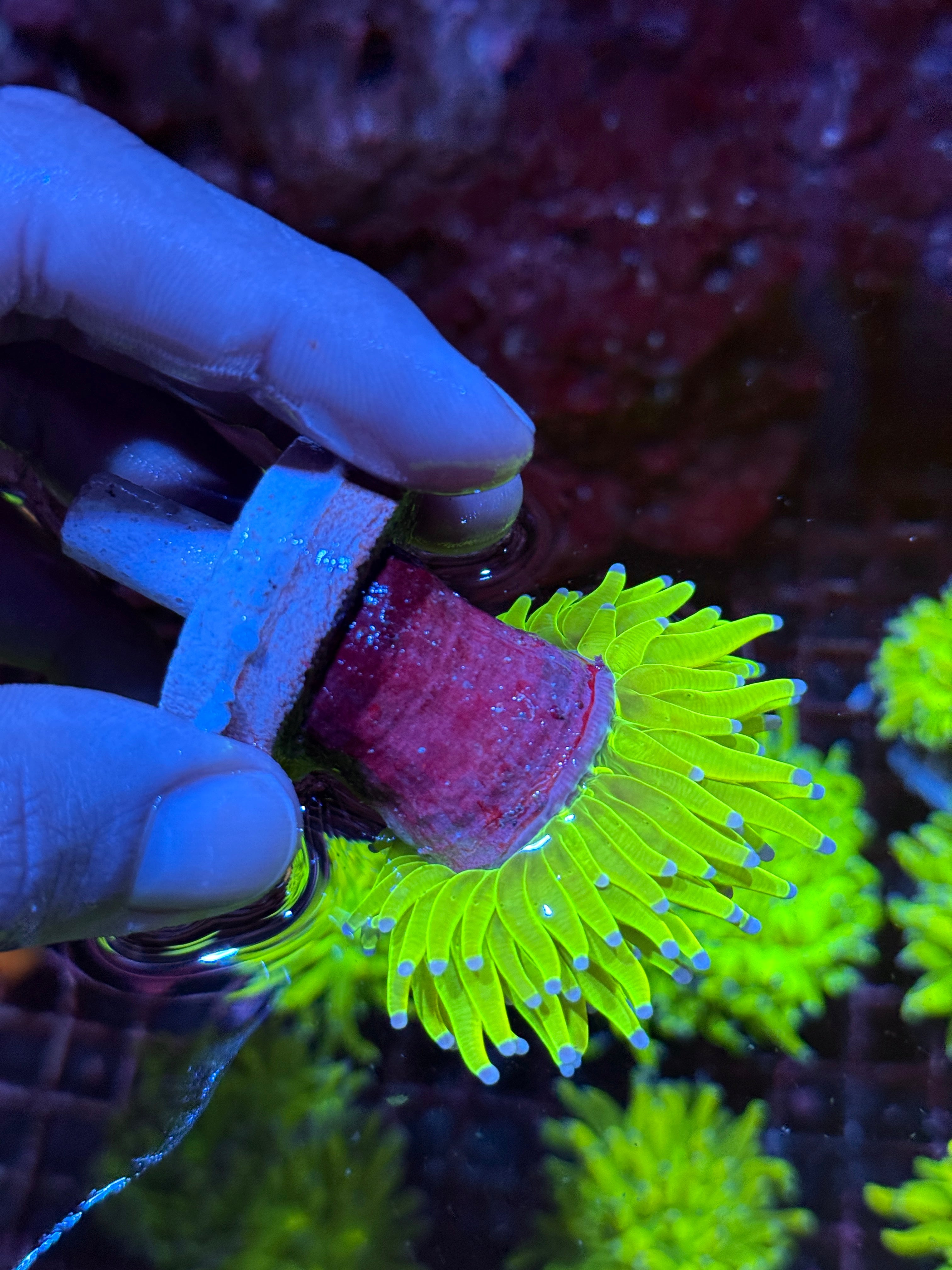 JEA Holy Grail Torch Coral 1 XL Head