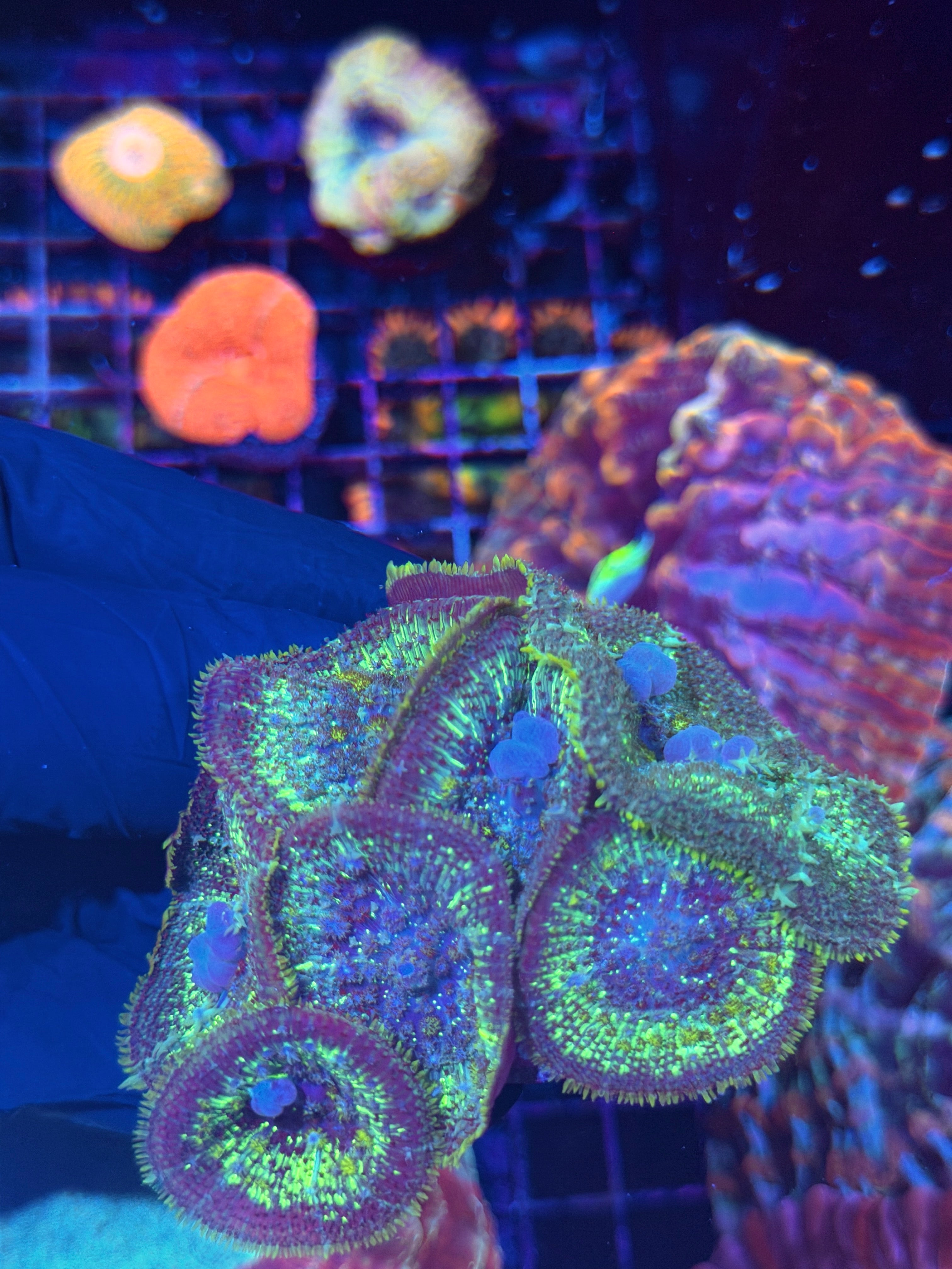 JEA Mega Man Bounce Mushroom Coral Colony XXL