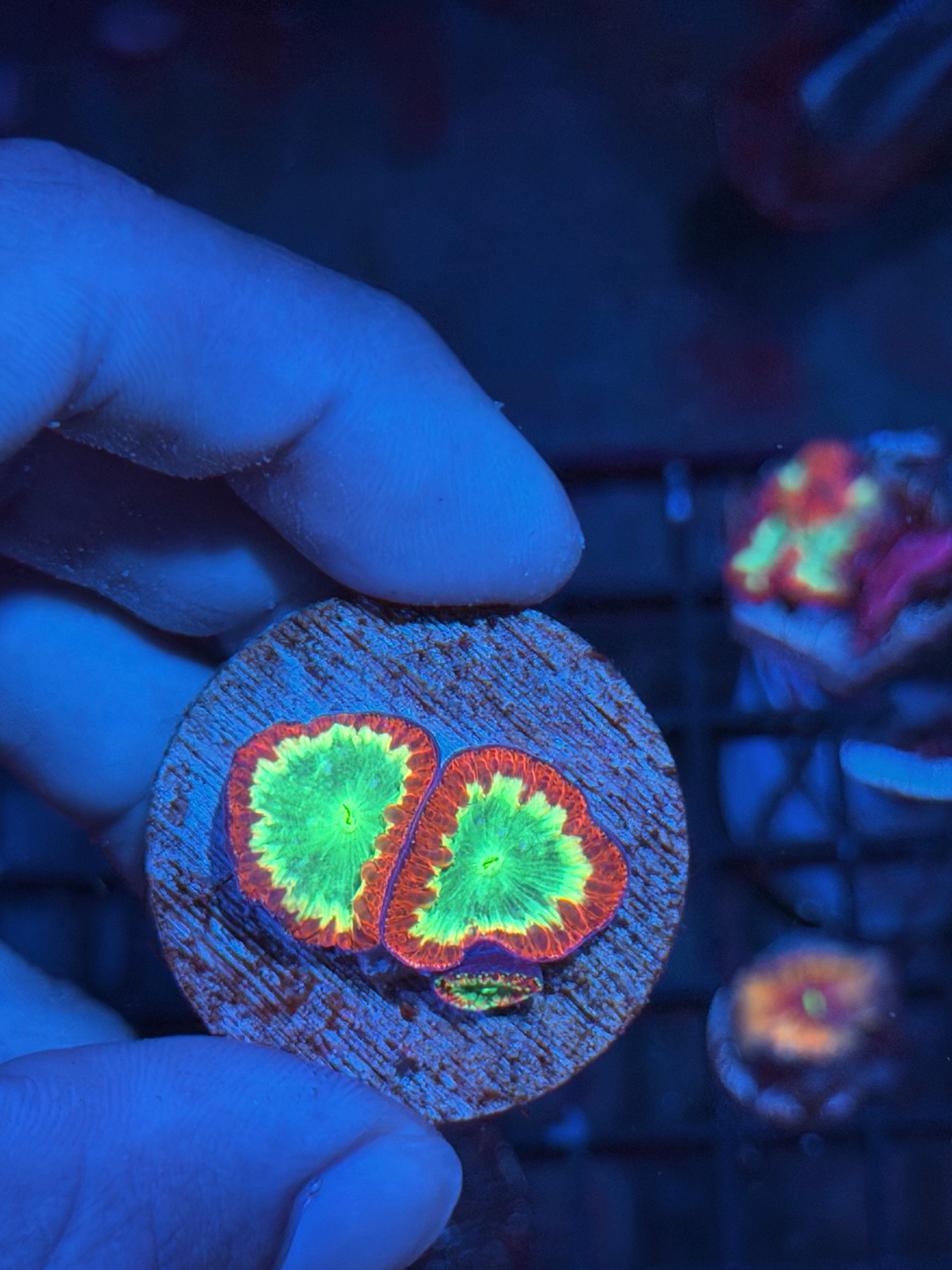 JEA Solar Pulse Blastomussa Coral 3 Heads *New Release* 7/31