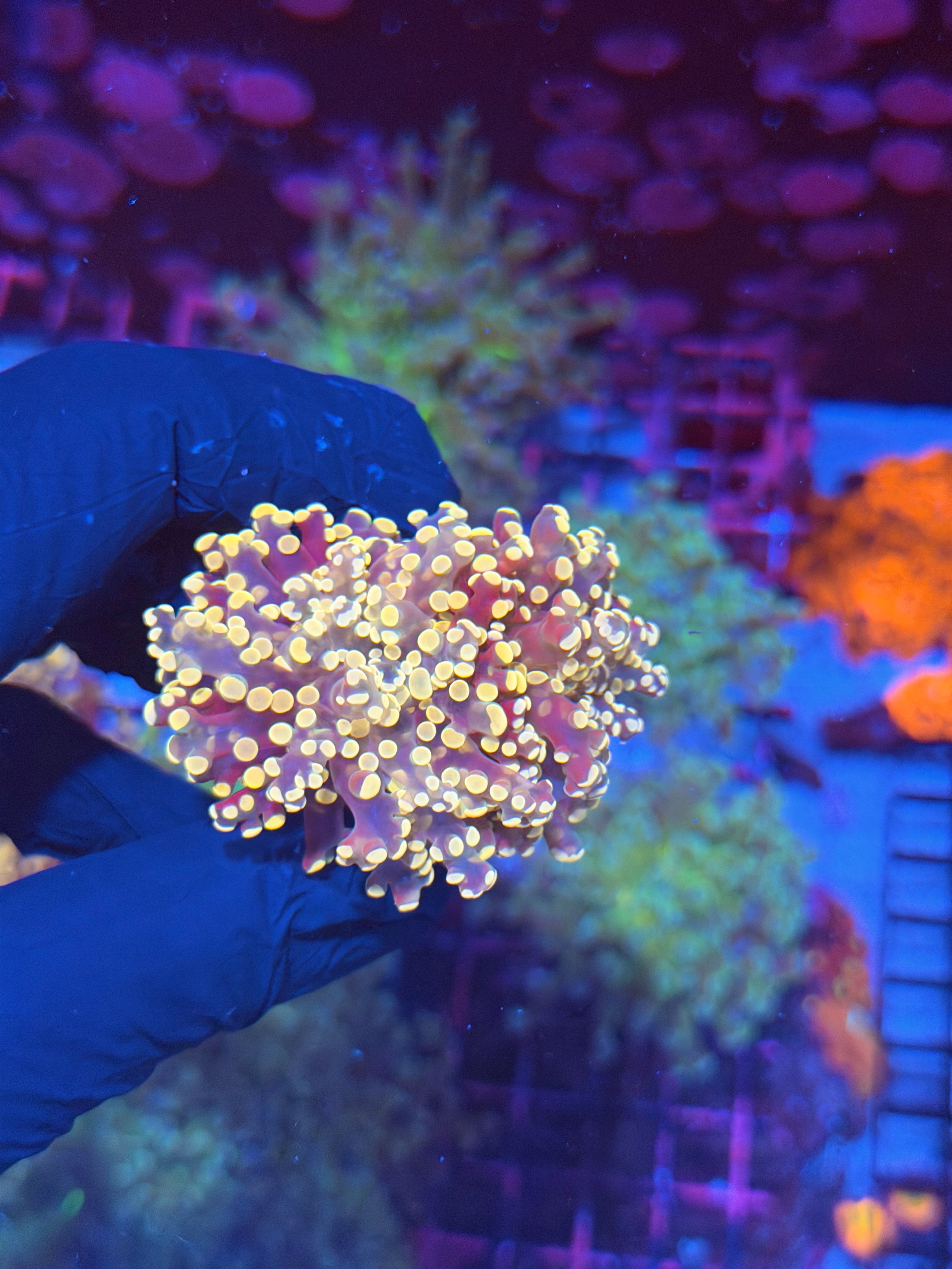 JEA Princess Peach Frogspawn Coral 1 XL Head Splitting 8/1