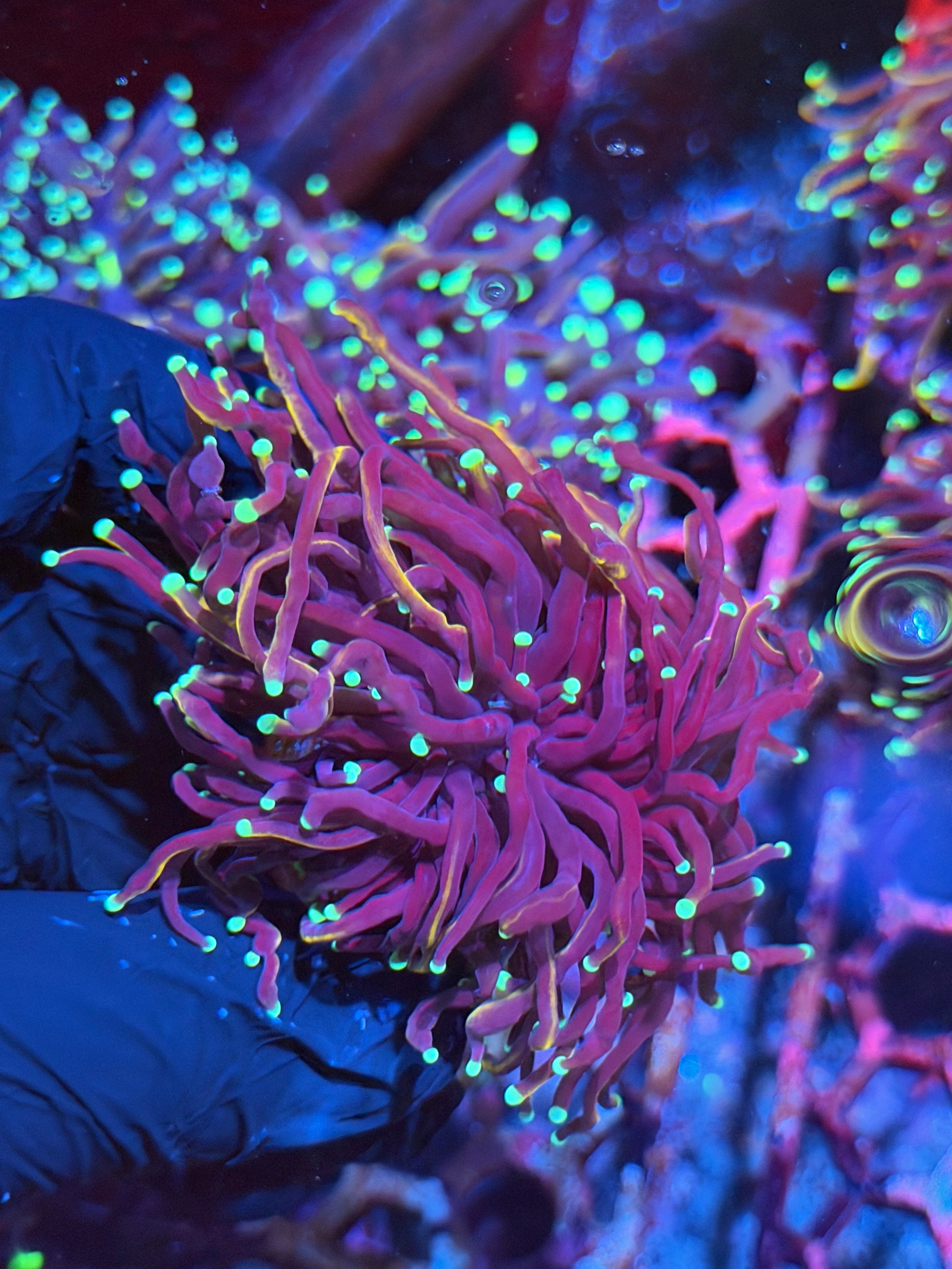 JEA Frost Bite Torch Coral 2 Heads XL 8/29