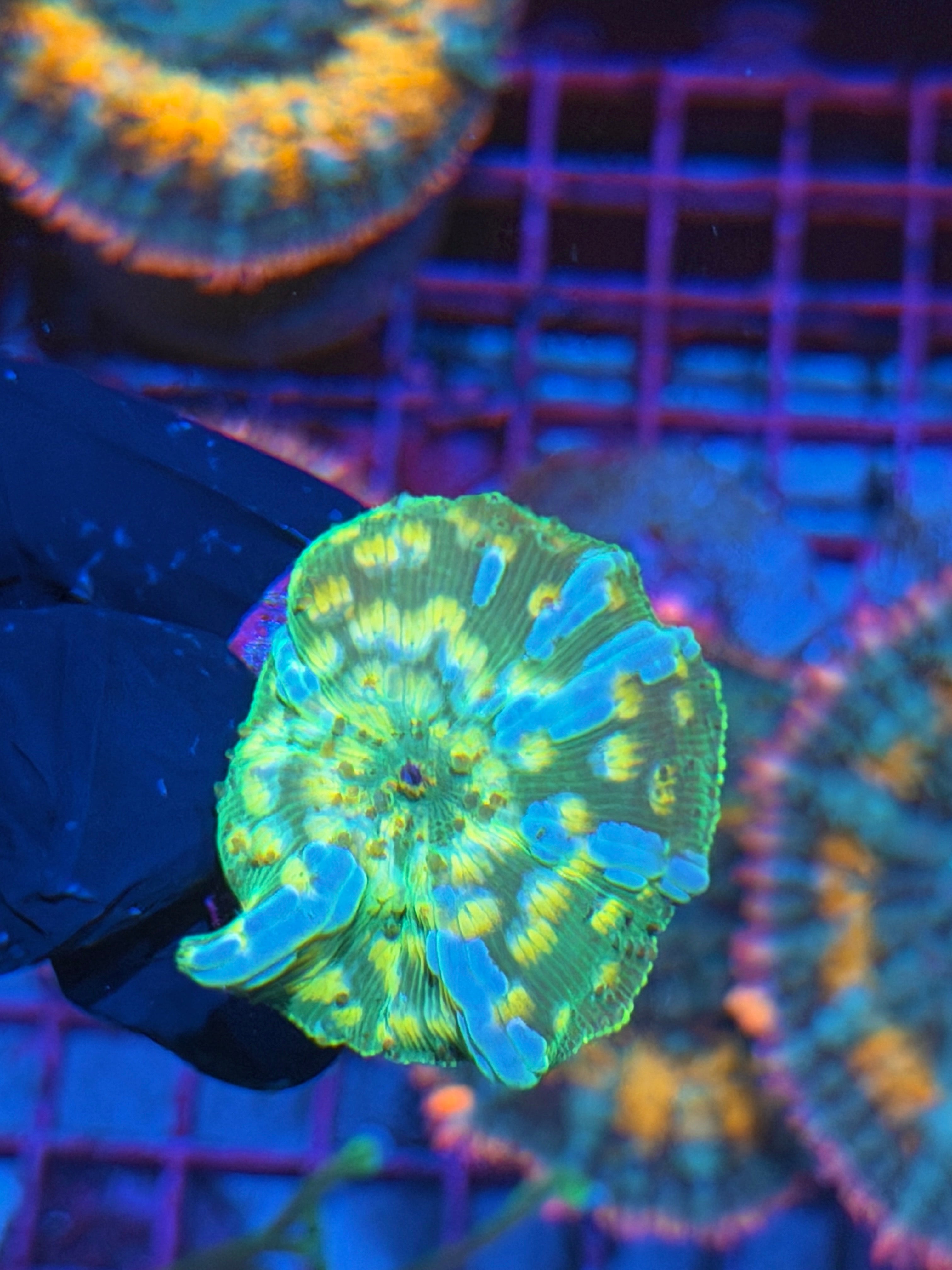 JEA Interstellar Jawbreaker Mushroom Coral Xl 7/9