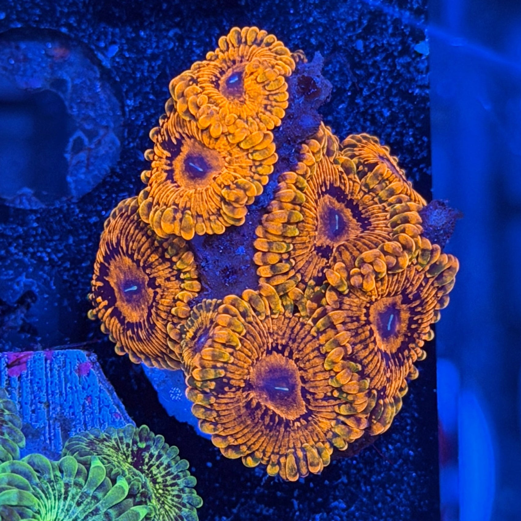 JEA Darth Maul Zoanthid Coral 7 XL Polyps 6/3