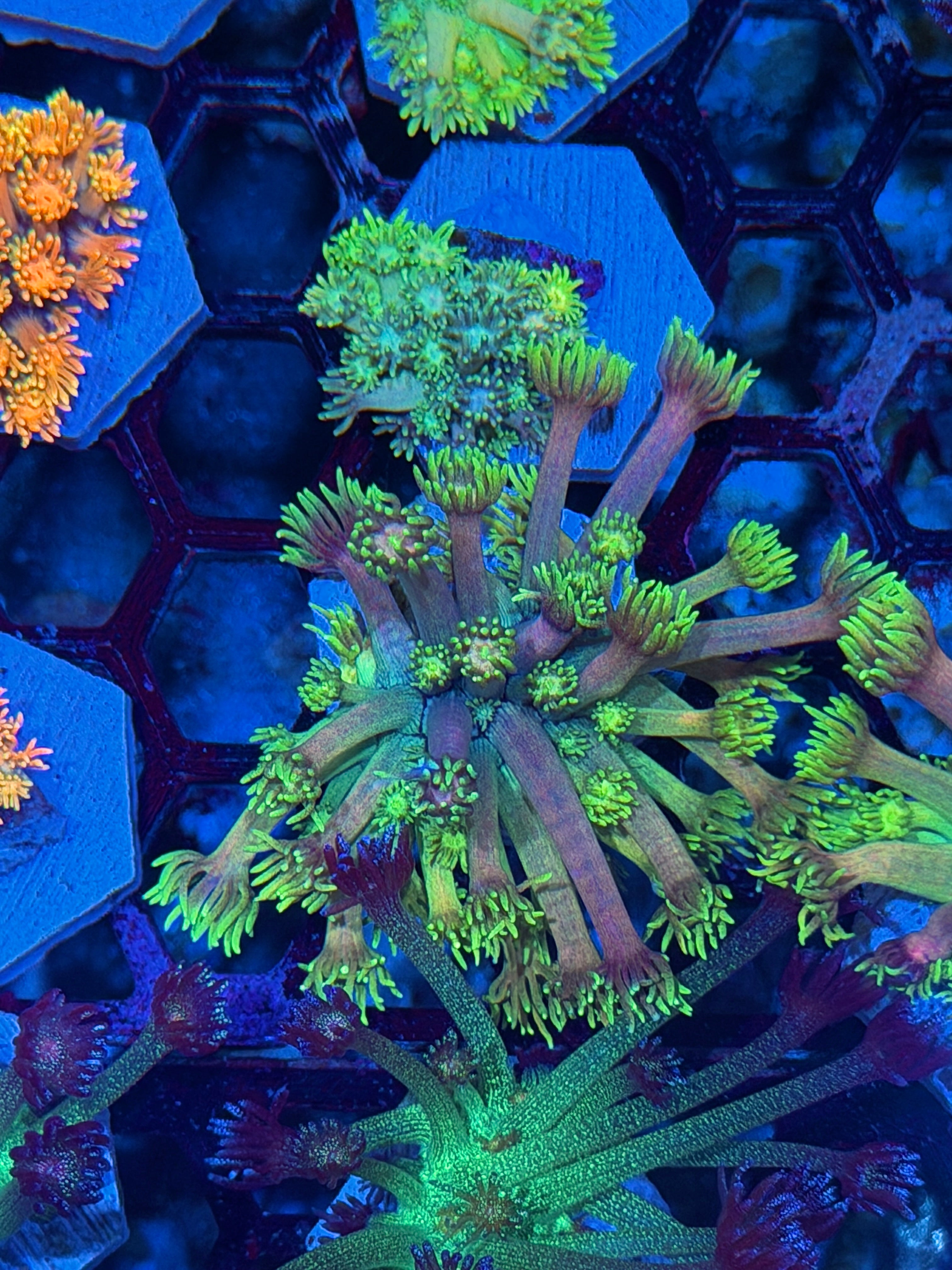 JEA Cosmic Rainbow Goniopora Coral *New Release*