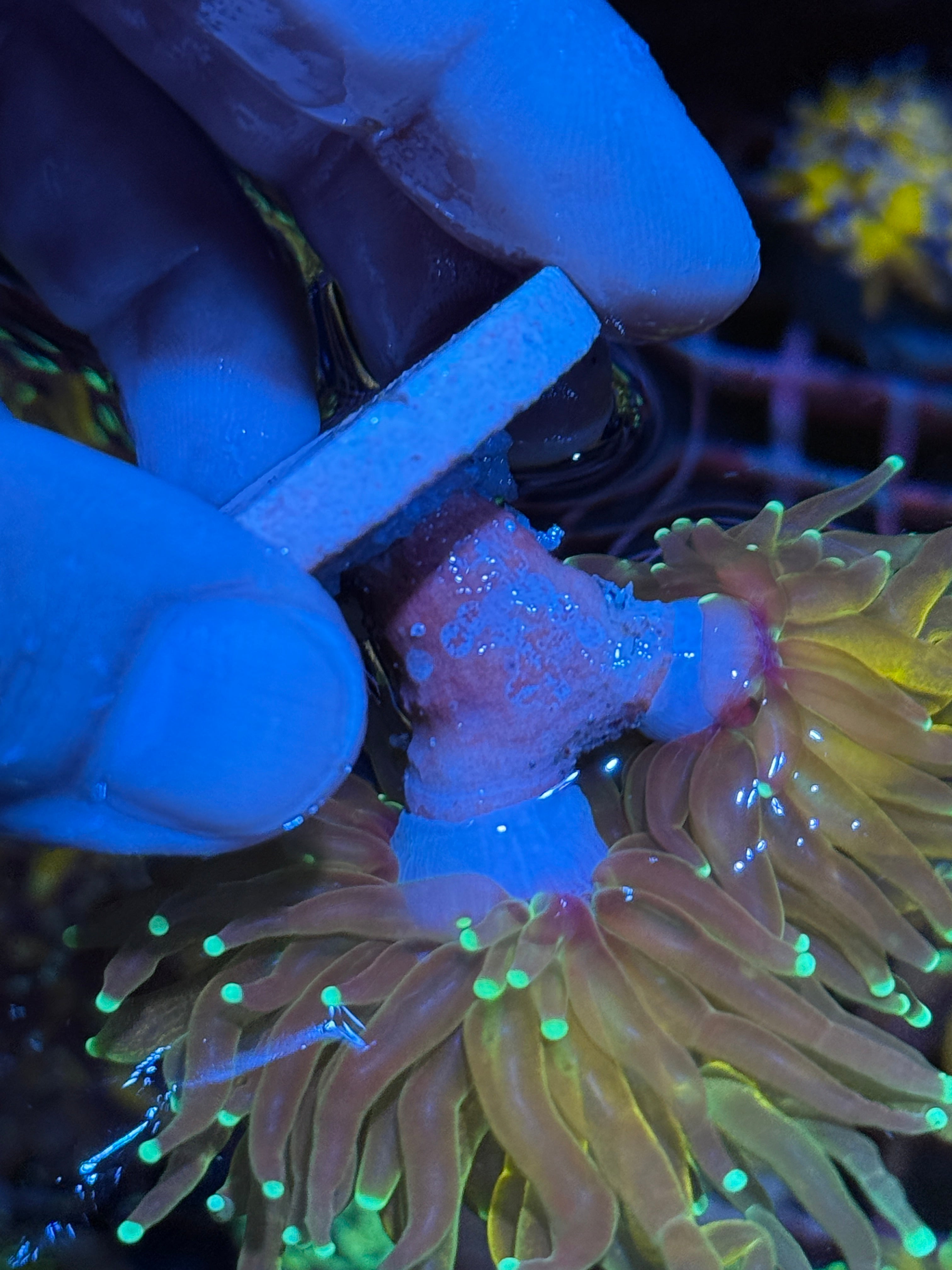 JEA Reverse Tiger 2.0 Torch Coral 2 XL Heads