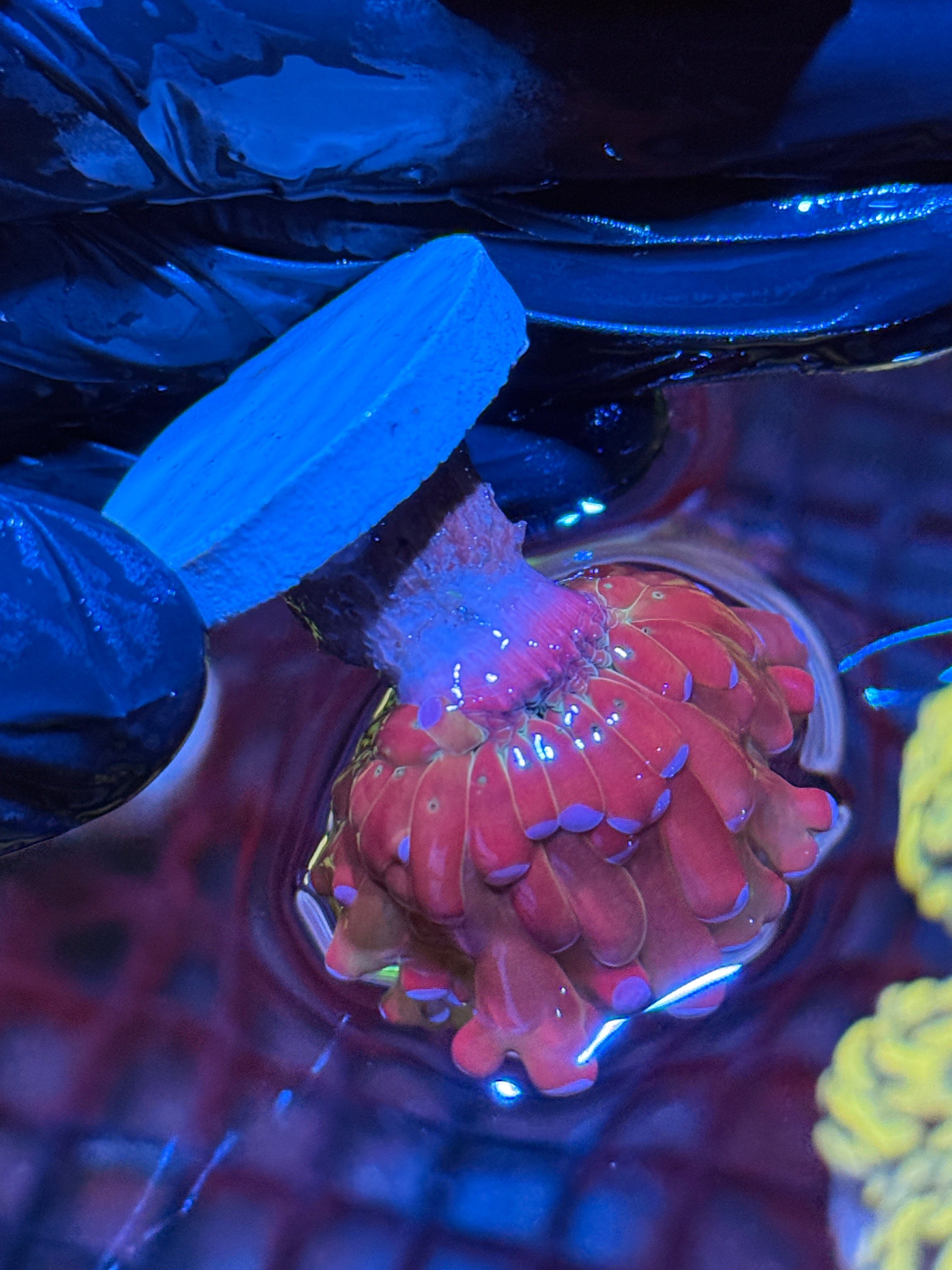 Multicolor Grafted Frogspawn Coral