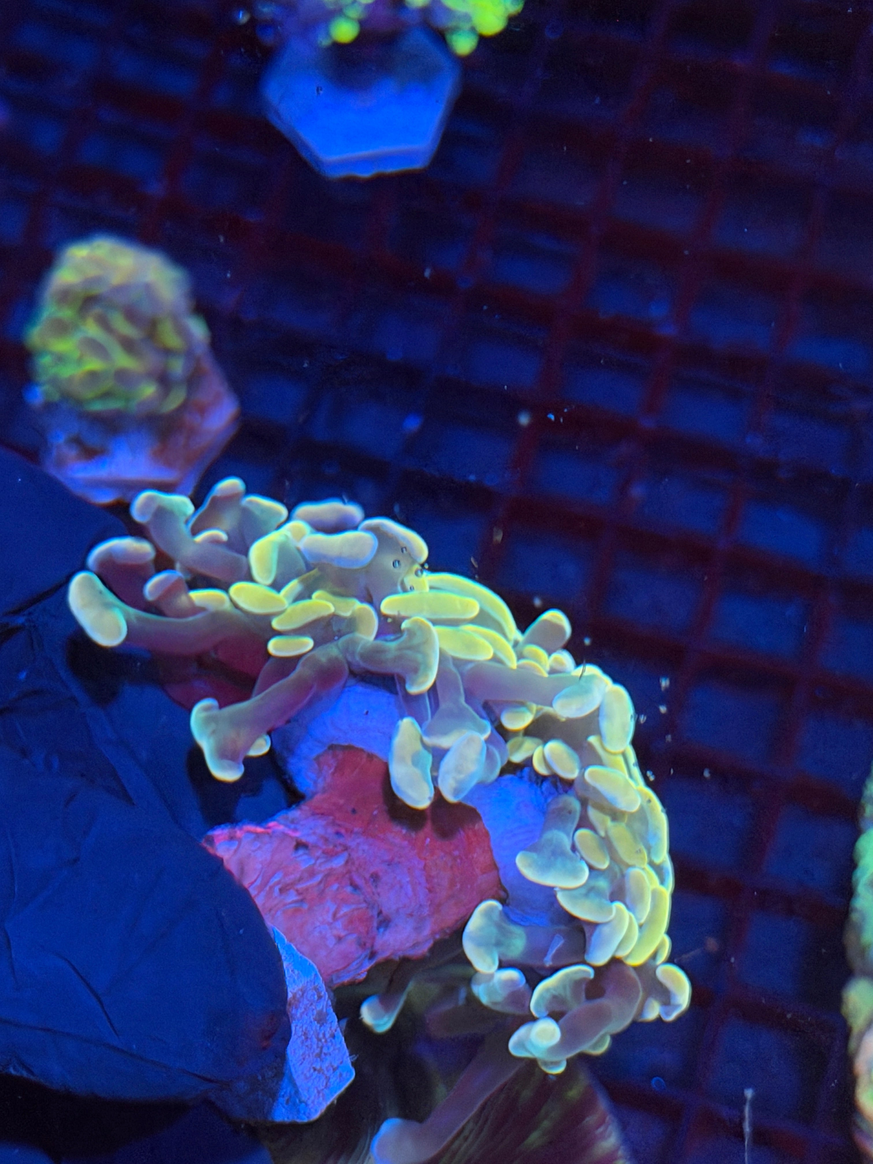 JEA Lightsaber Hammer Coral 2 heads XXL