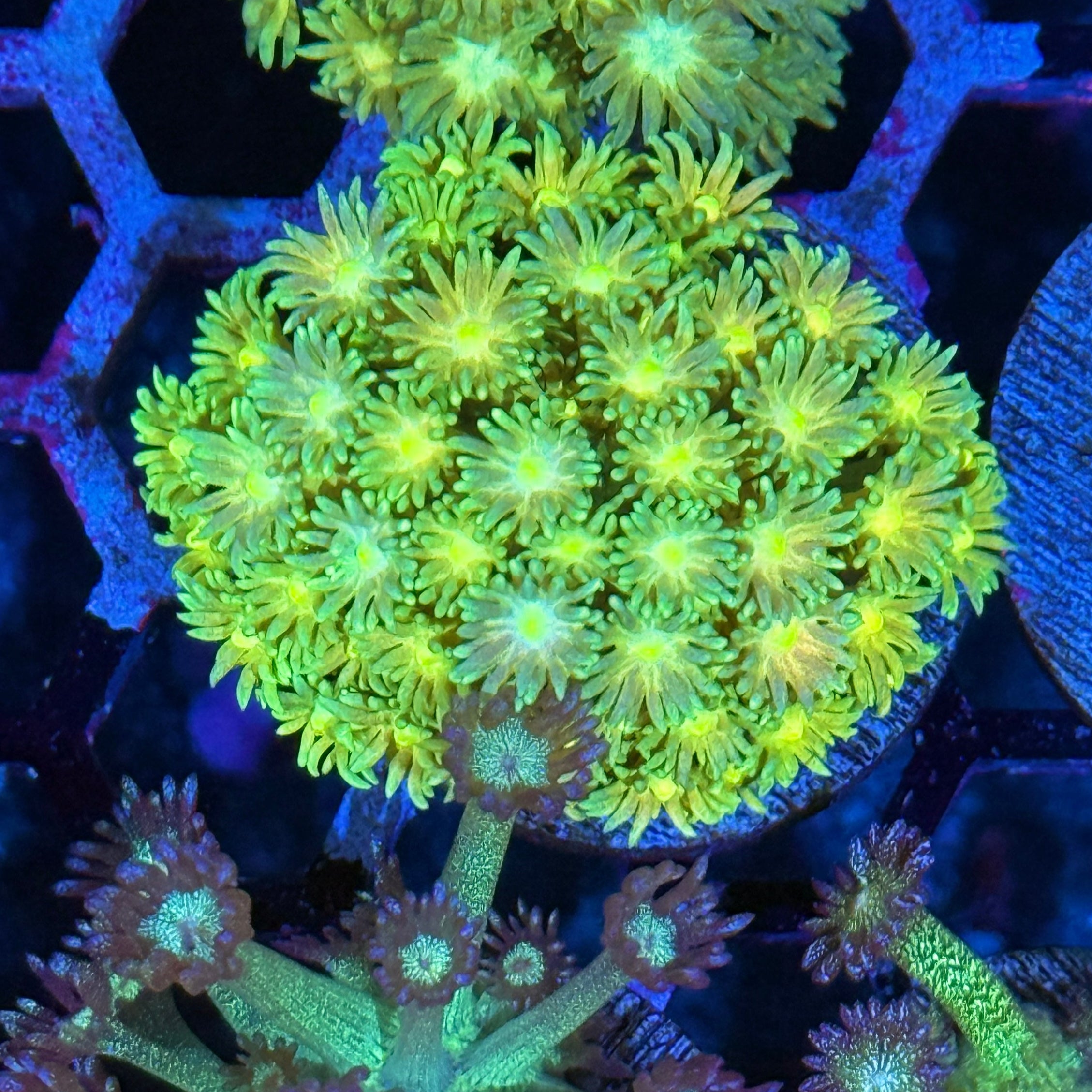 JEA Sprite Goniopora Coral XL Frag 10/12